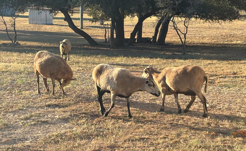 25525 25525 Ranch Rd 2323, Llano, Texas, 78643, USA, 3 Bedrooms Bedrooms, ,2 BathroomsBathrooms,Residential,For Sale,25525 Ranch Rd 2323,135c6f35-4092-4d2f-b032-da168c
