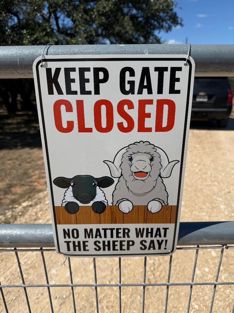 Four friendly Barbados sheep on 10 ag-exempt acres in the heart of the – image 2