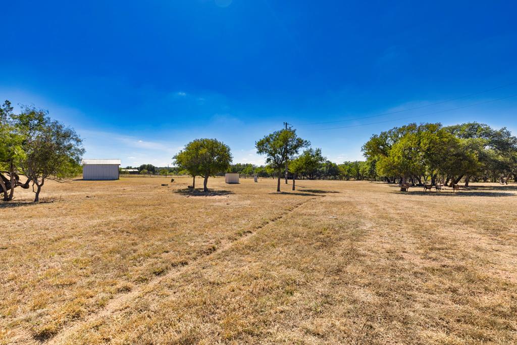 Four friendly Barbados sheep on 10 ag-exempt acres in the heart of the – image 35