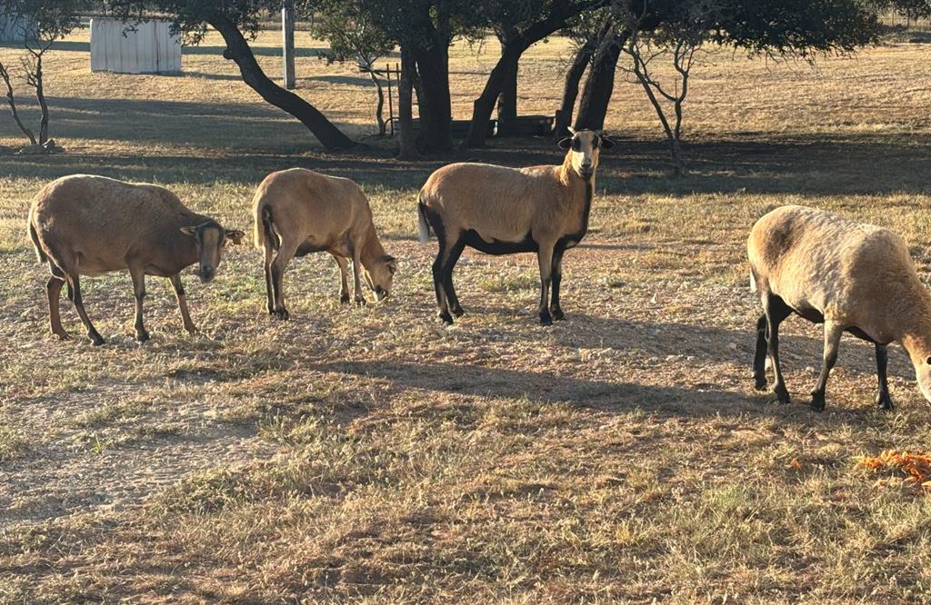 Four friendly Barbados sheep on 10 ag-exempt acres in the heart of the – image 3