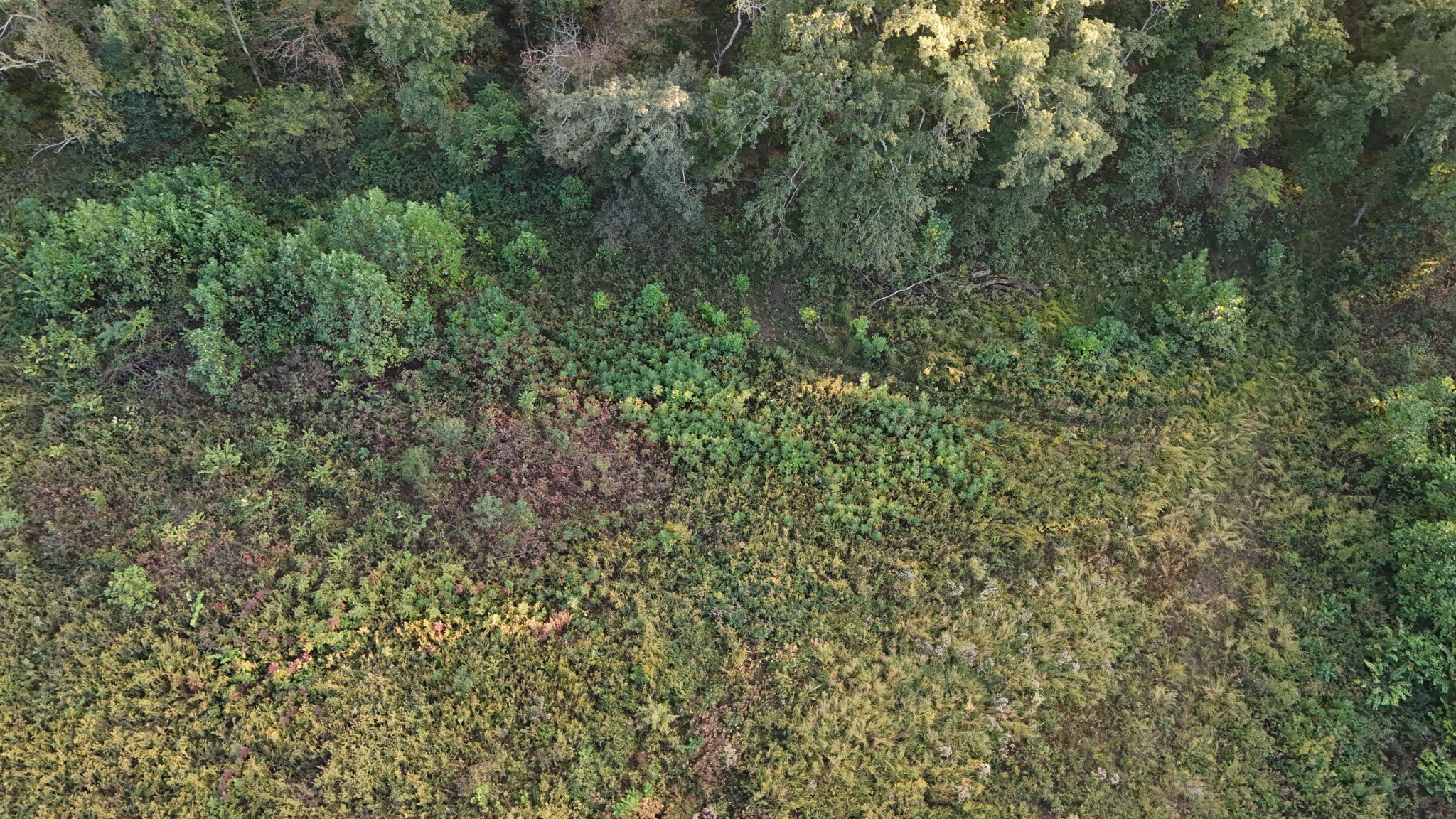 Lynchburg, Tennessee, 37388, United States, ,Land,For Sale,1982223