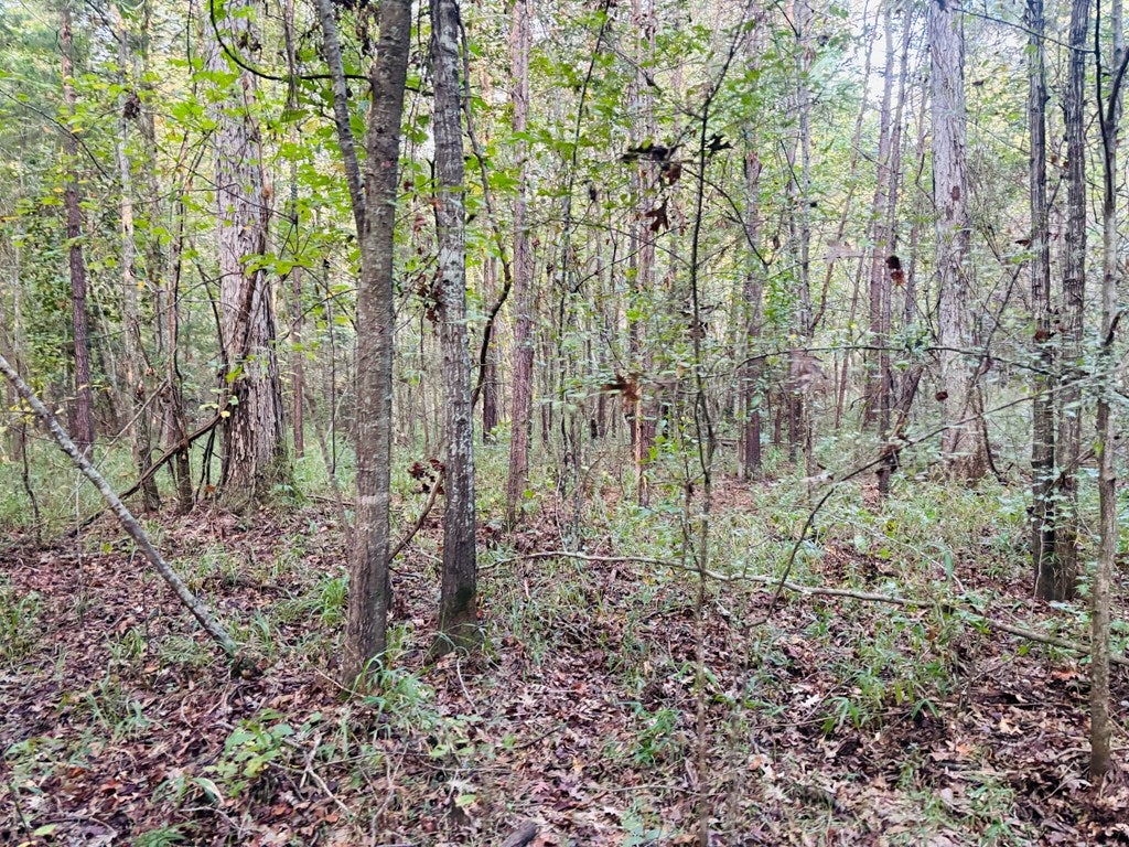 Abbeville, Georgia, 31001, United States, ,Land,For Sale,1975130