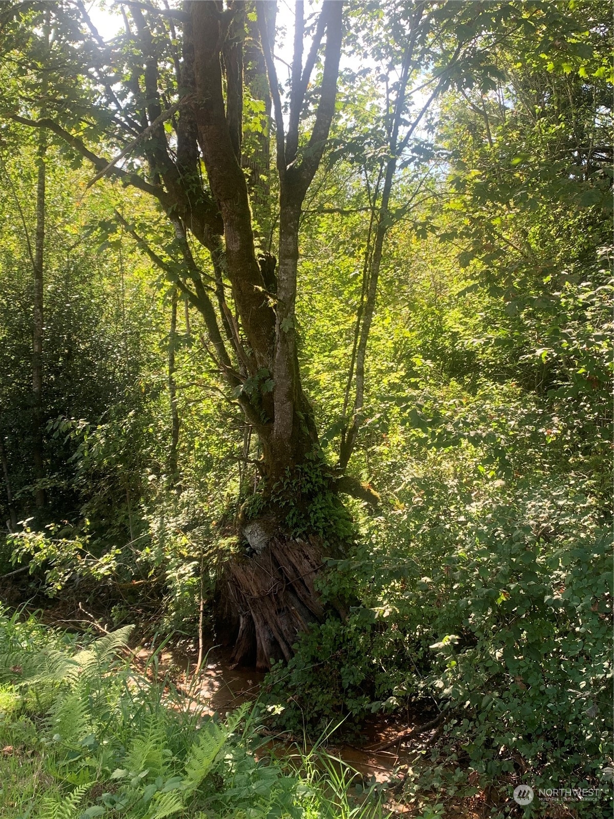 Snoqualmie, Washington, 98065, United States, ,Land,For Sale,1974128