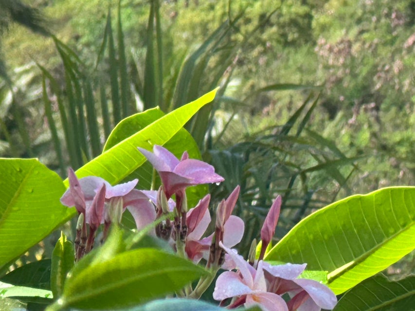 St. Croix, Virgin Islands, 00820, VI, 2 Bedrooms Bedrooms, ,2 BathroomsBathrooms,Residential,For Sale,1794250