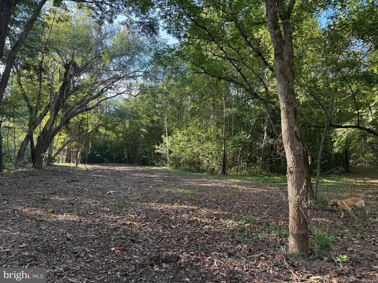 Appomattox, Virginia, 24522, United States, ,Land,For Sale,1982903