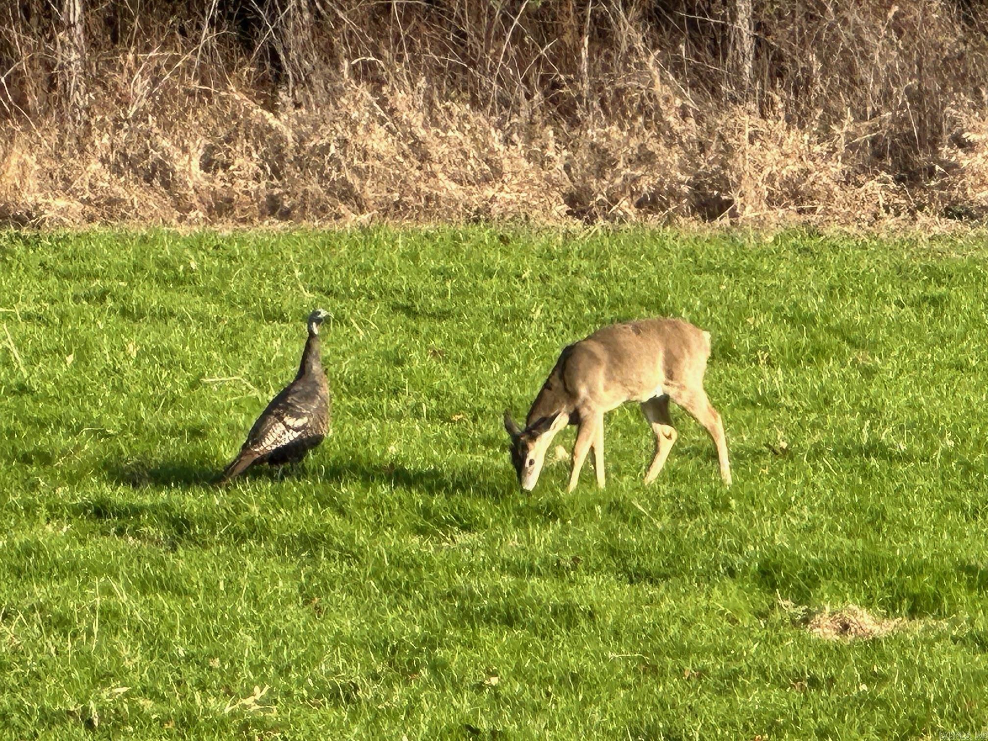 Judsonia, Arkansas, 72081, United States, ,Land,For Sale,1978553