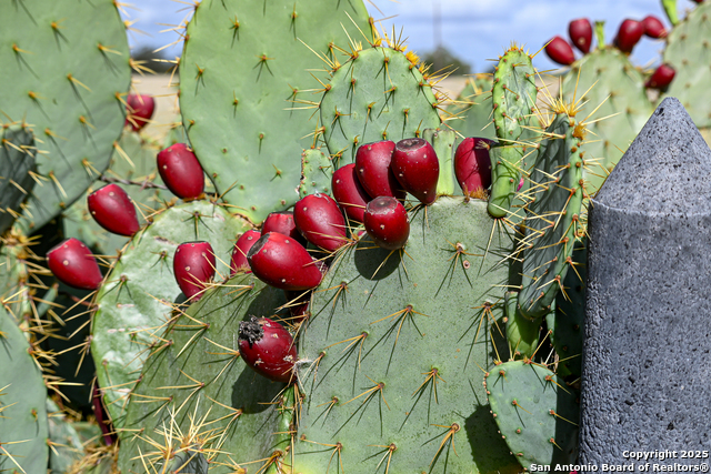 Nixon, Texas, 78140, United States, ,Residential,For Sale,1988320