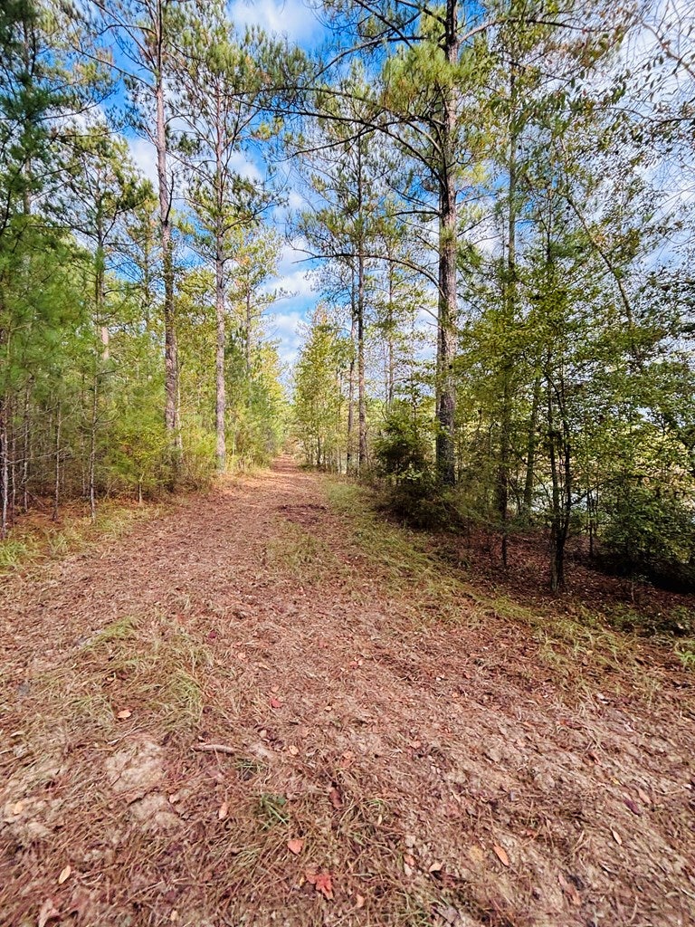 Abbeville, Georgia, 31001, United States, ,Land,For Sale,1975130