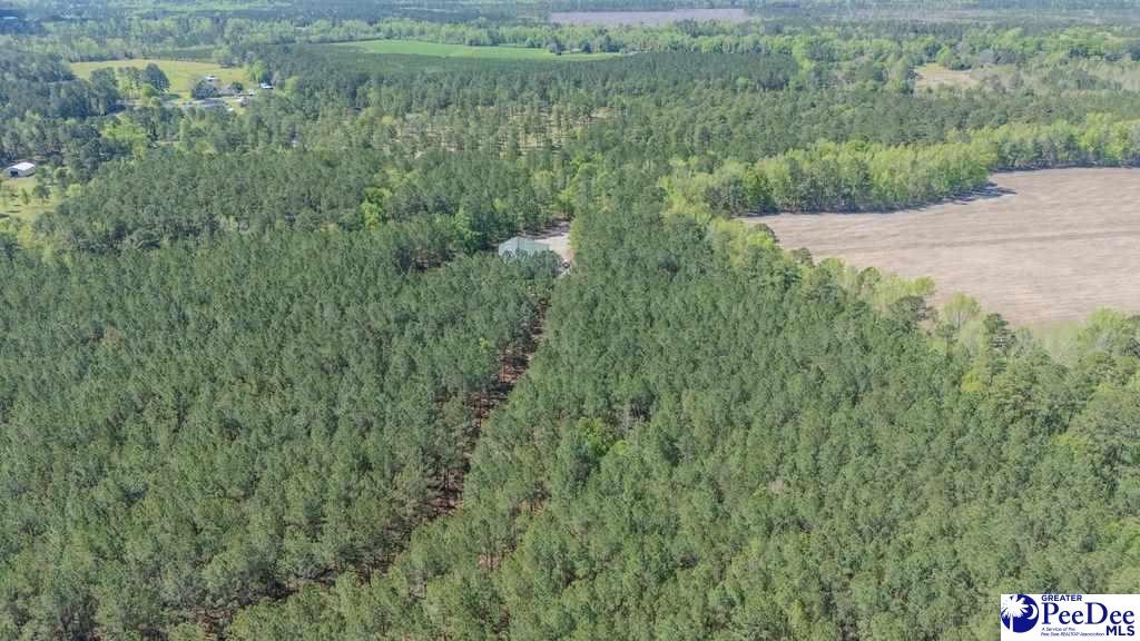 1315 Hill Harrell Road, Effingham, South Carolina, 29541-3179, United States, ,Land,For Sale,1315 Hill Harrell Road,1501598