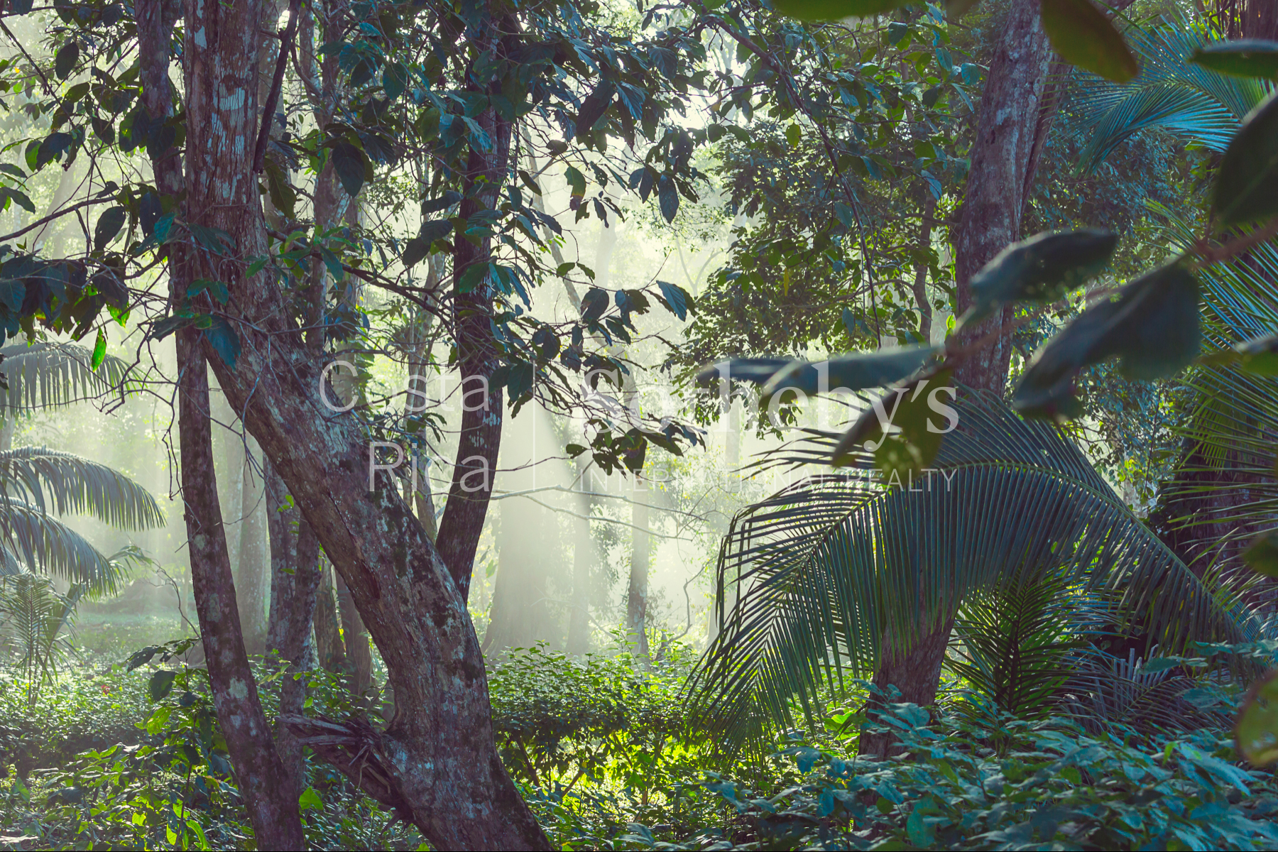  300ha Conservation of Tropical Rainforest - 物件實景