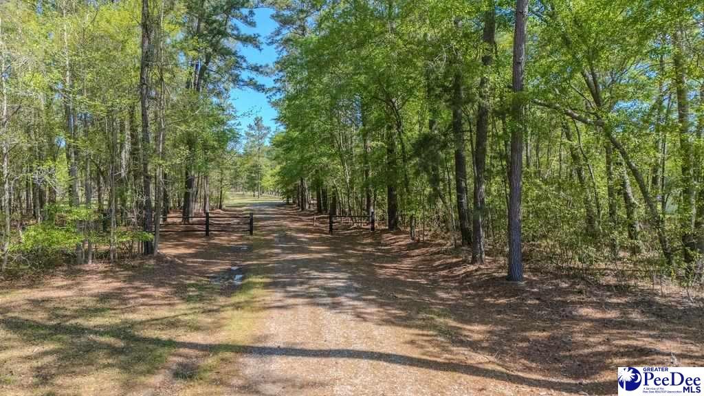 1315 Hill Harrell Road, Effingham, South Carolina, 29541-3179, United States, ,Land,For Sale,1315 Hill Harrell Road,1501598