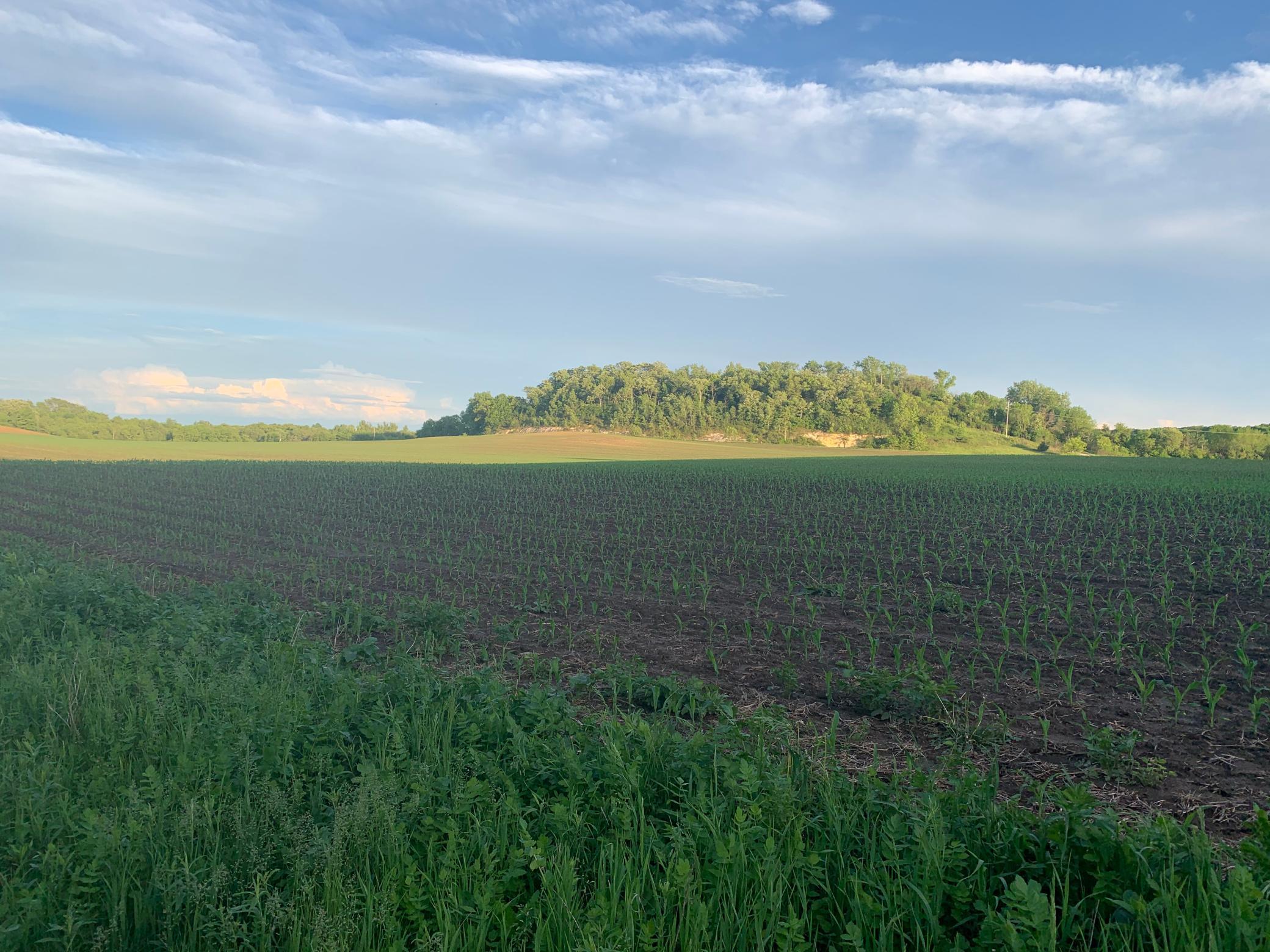 Tbd 75th Street NW, Oronoco Twp, Minnesota, 55901, United States, ,Land,For Sale,Tbd 75th Street NW,1626085