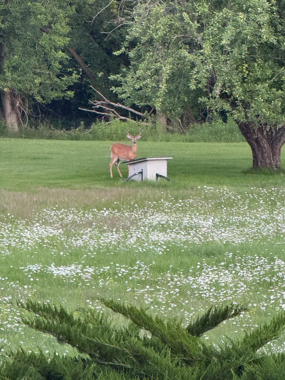 Alpena, Michigan, 49707, United States, 4 Bedrooms Bedrooms, ,4 BathroomsBathrooms,Residential,For Sale,2005523
