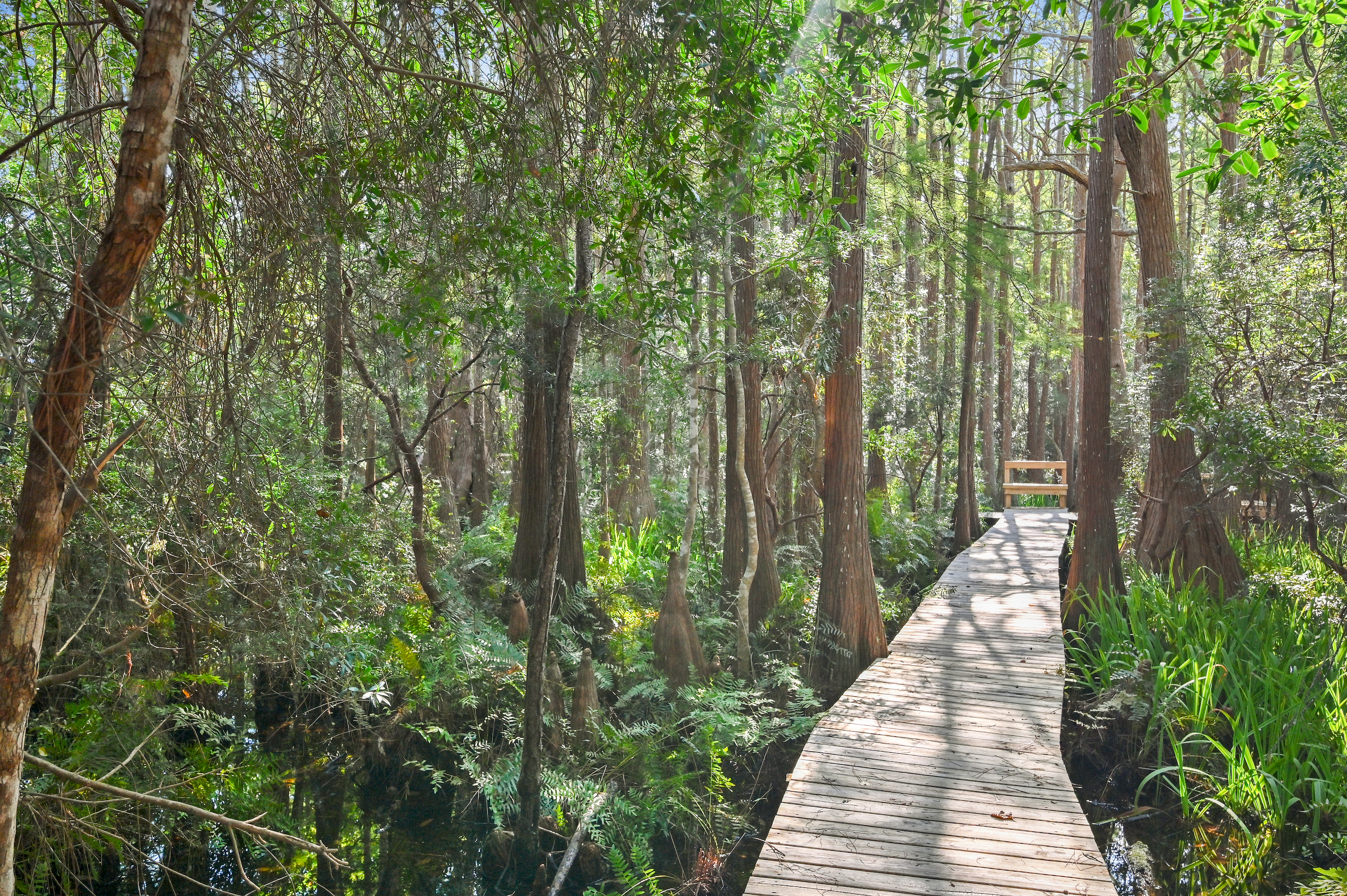  Charming Seagrove Beach Cottage Surrounded by Nature - 物件實景