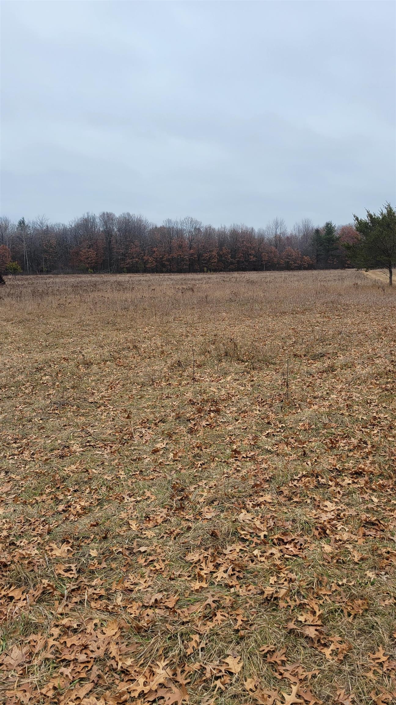 200 Acres Birch Lane, Nekoosa, Wisconsin, 54469, United States, ,Land,For Sale,200 Acres Birch Lane,1626792
