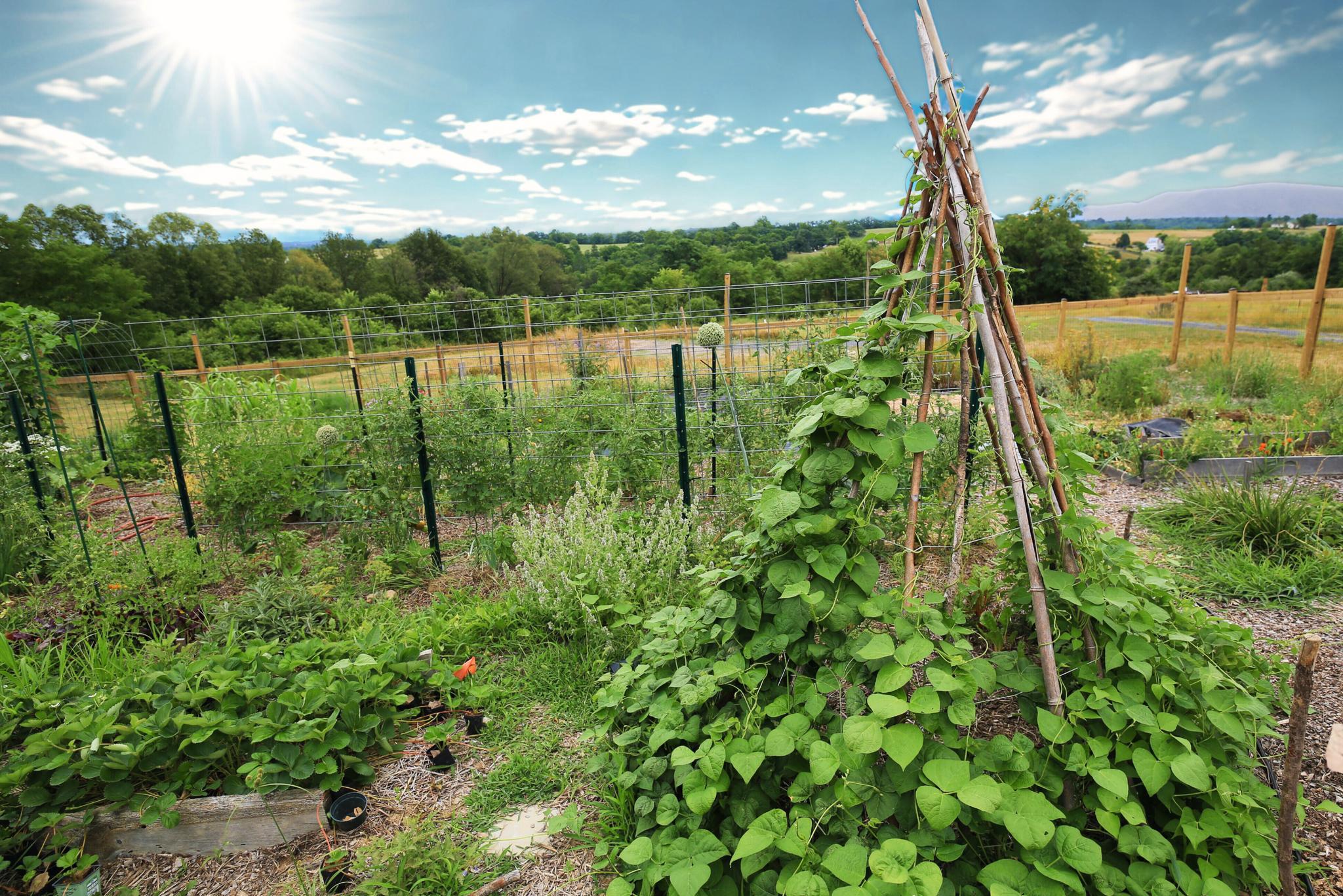  384 Lindamood Lane, Strasburg, VA, 22641 - 物件實景