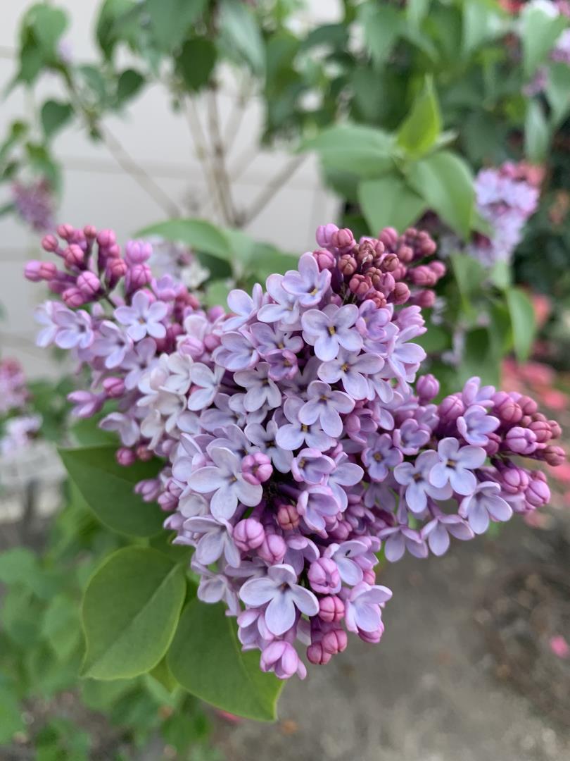 San Jose, California, 95125, United States, 4 Bedrooms Bedrooms, ,2 BathroomsBathrooms,Residential,For Sale,2003110