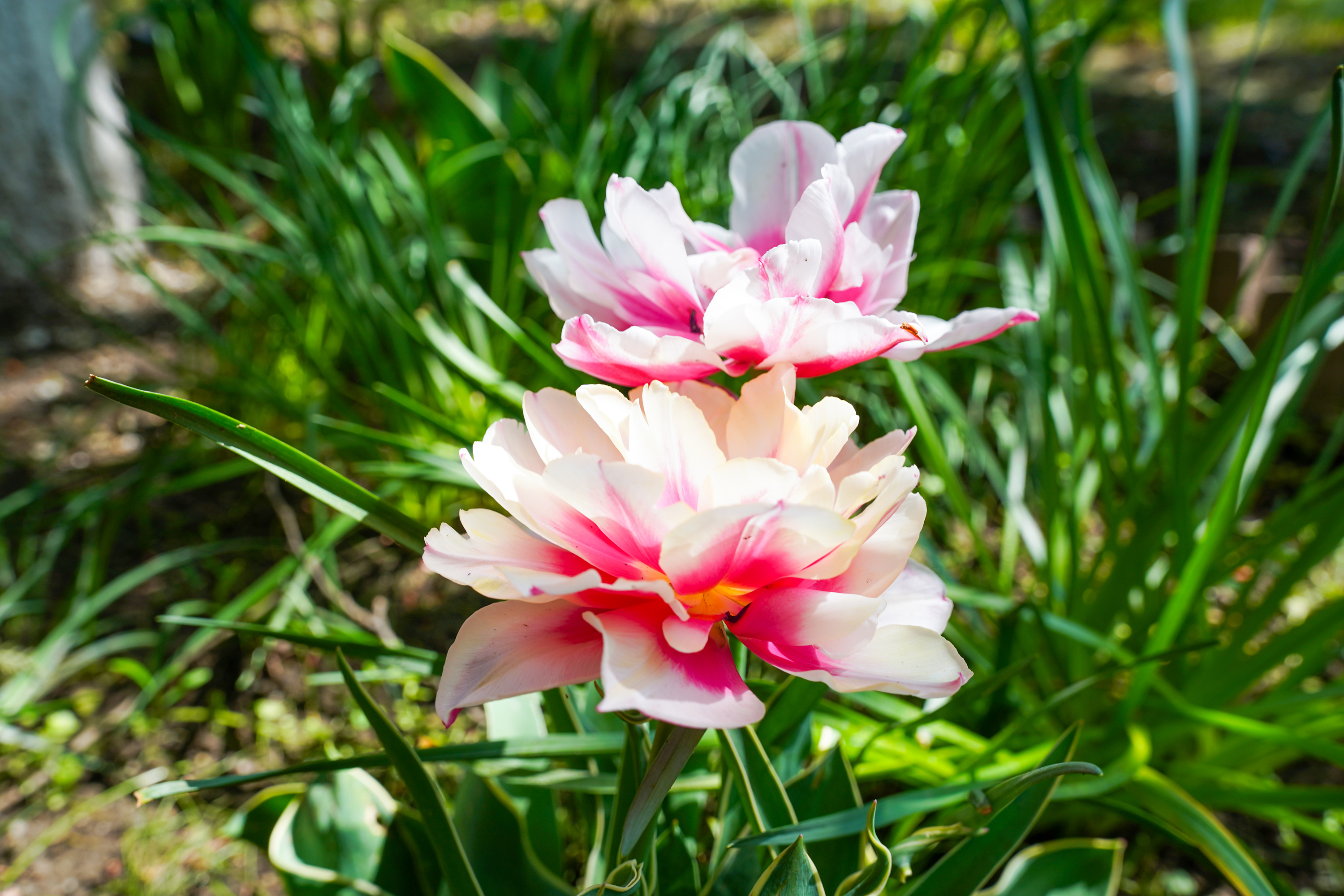  Luxury Villa in a Prime Educational Hub, Pipera - 物件實景