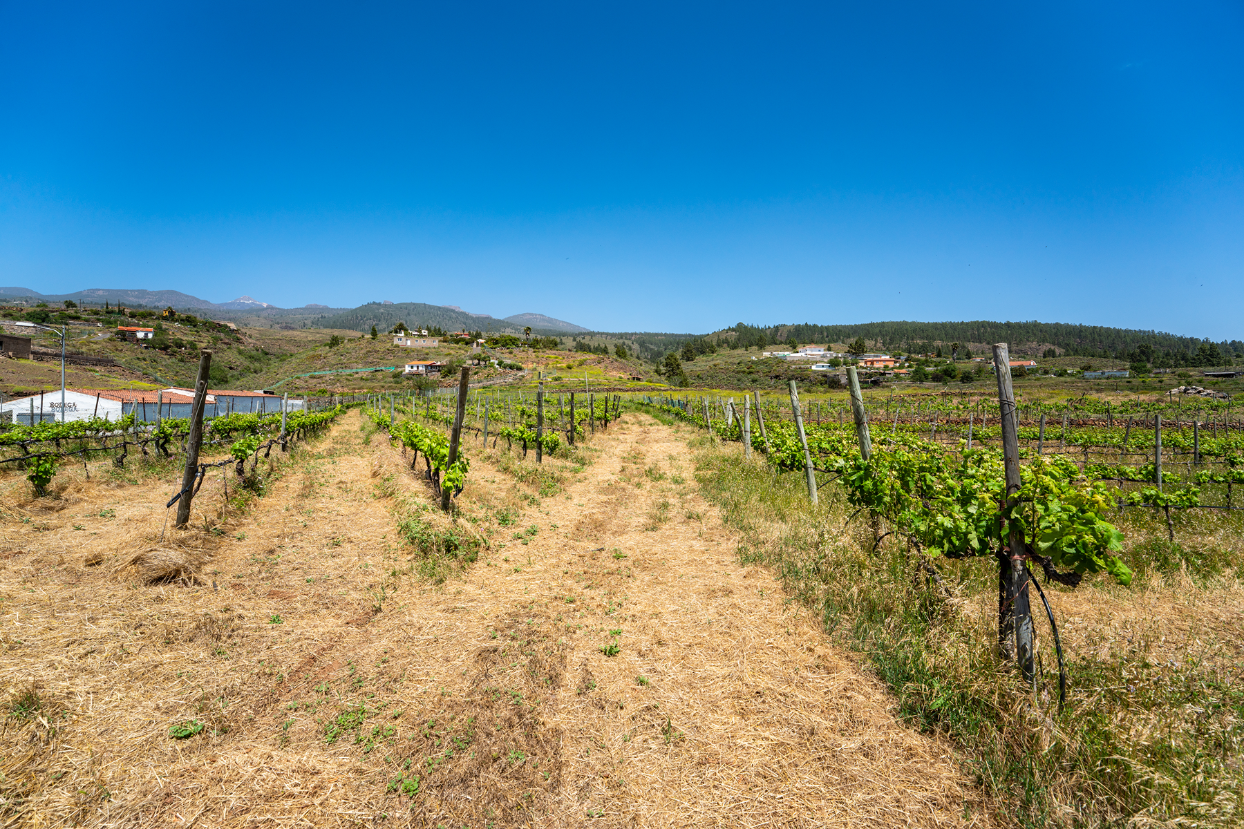  Traditional Agricultural Estate with Winery in Tenerife South - 物件實景