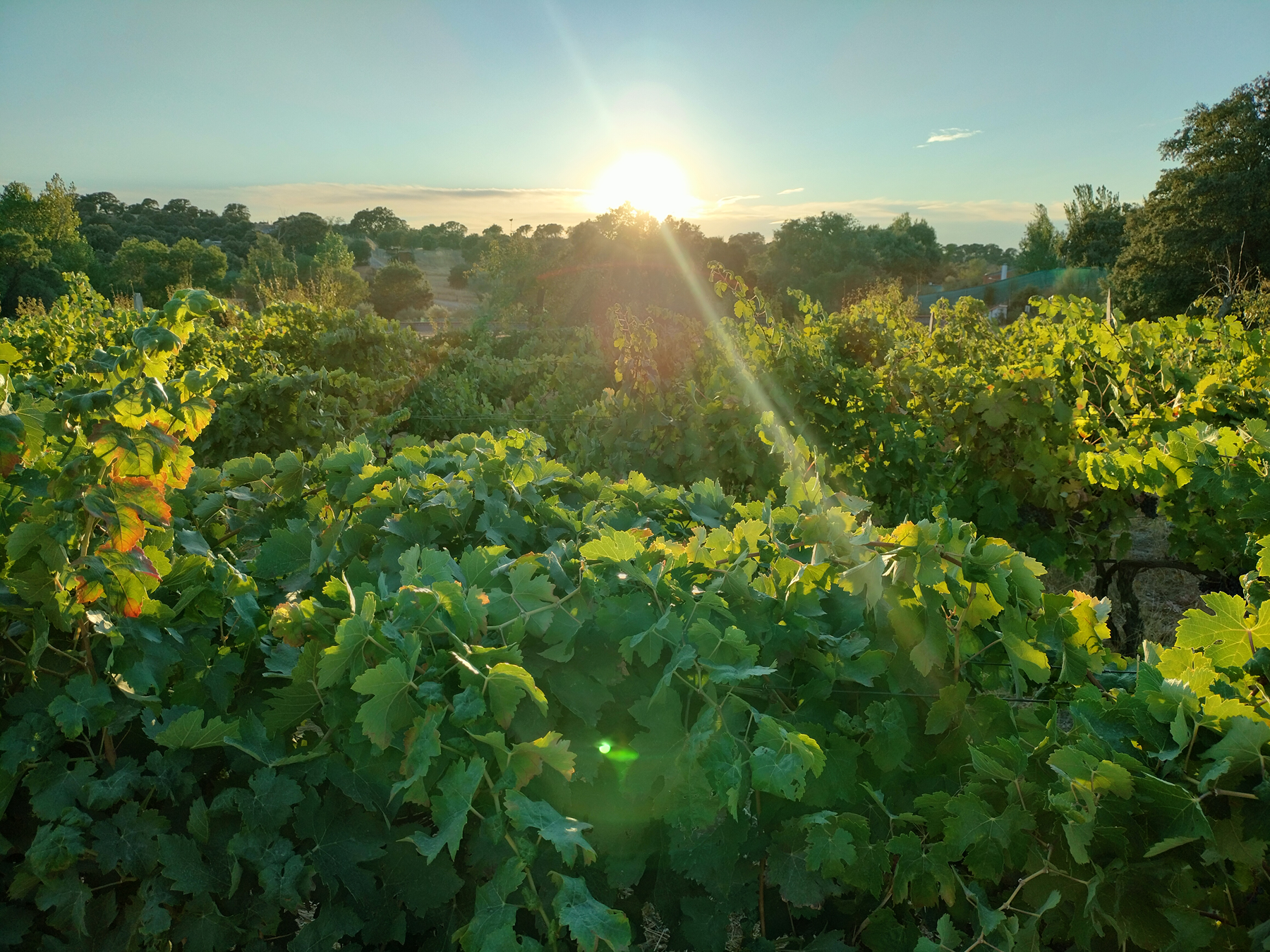  11-hectare Equestrian Estate in Madrid - 物件實景