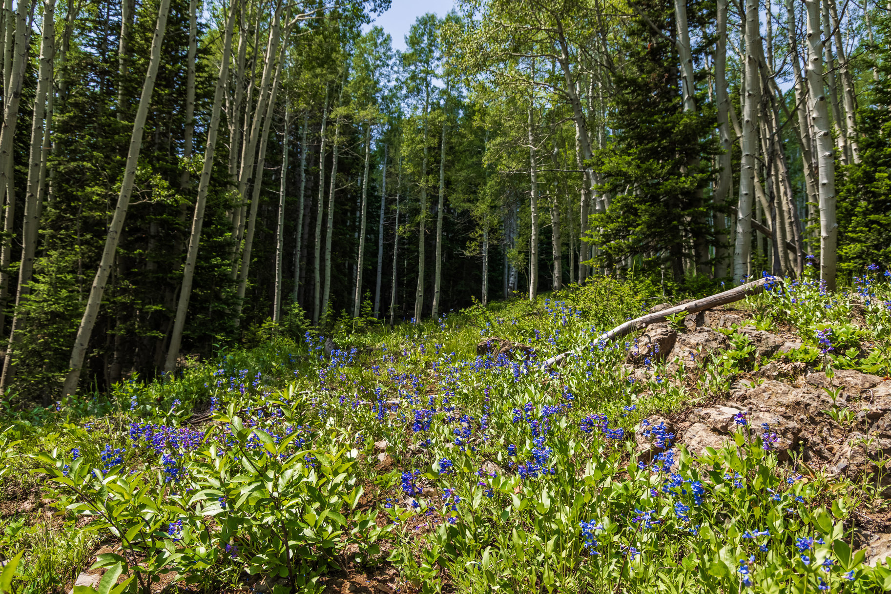  Incredible 28 Acre Estate Lot in the Colony at White Pine Canyon - 物件實景
