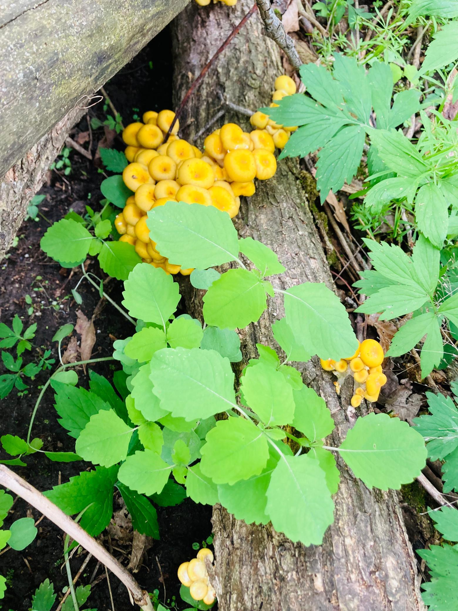 Winona, Minnesota, 55987, United States, 5 Bedrooms Bedrooms, ,2 BathroomsBathrooms,Residential,For Sale,2005788