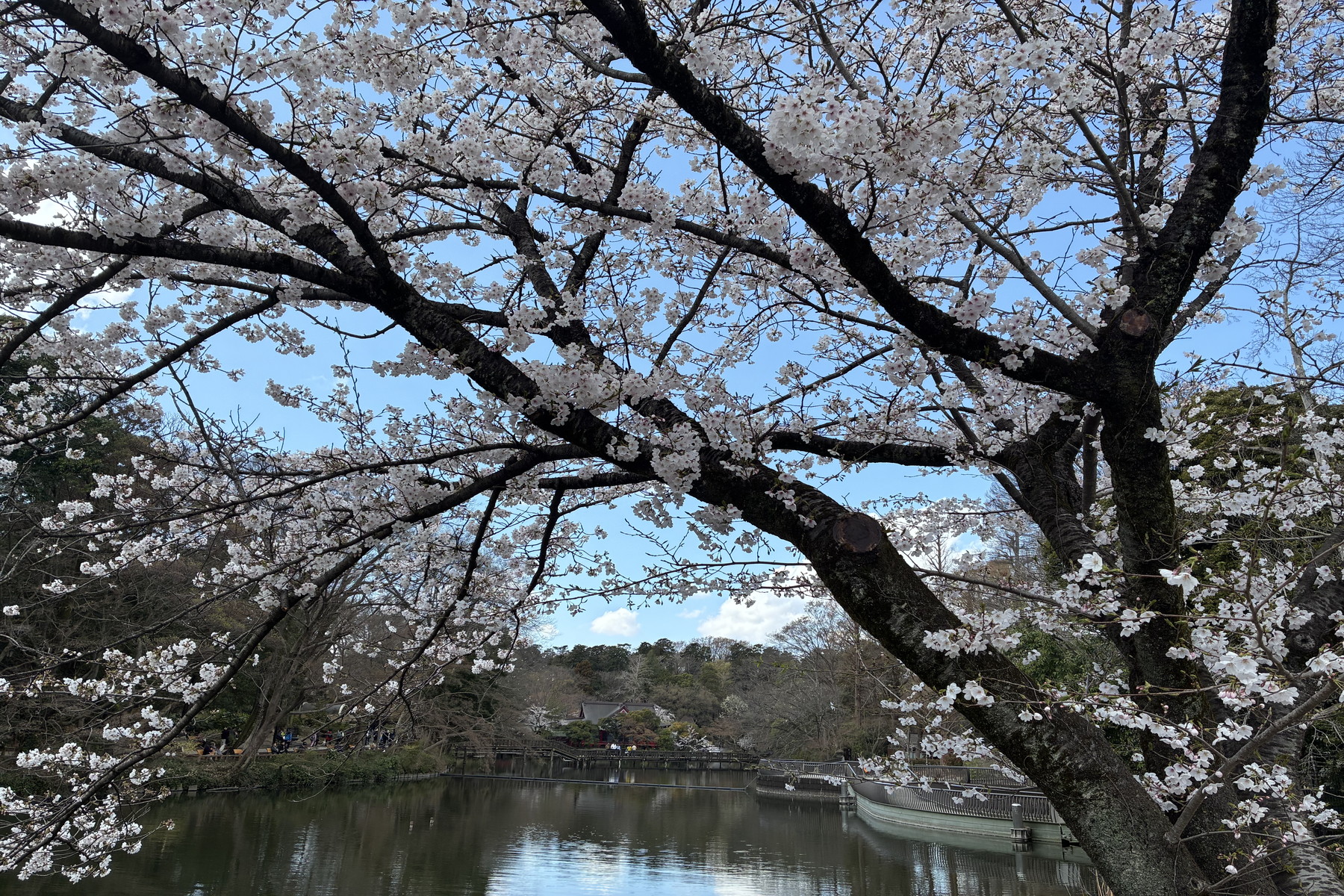 Inokashira Parkside Residence - 物件實景