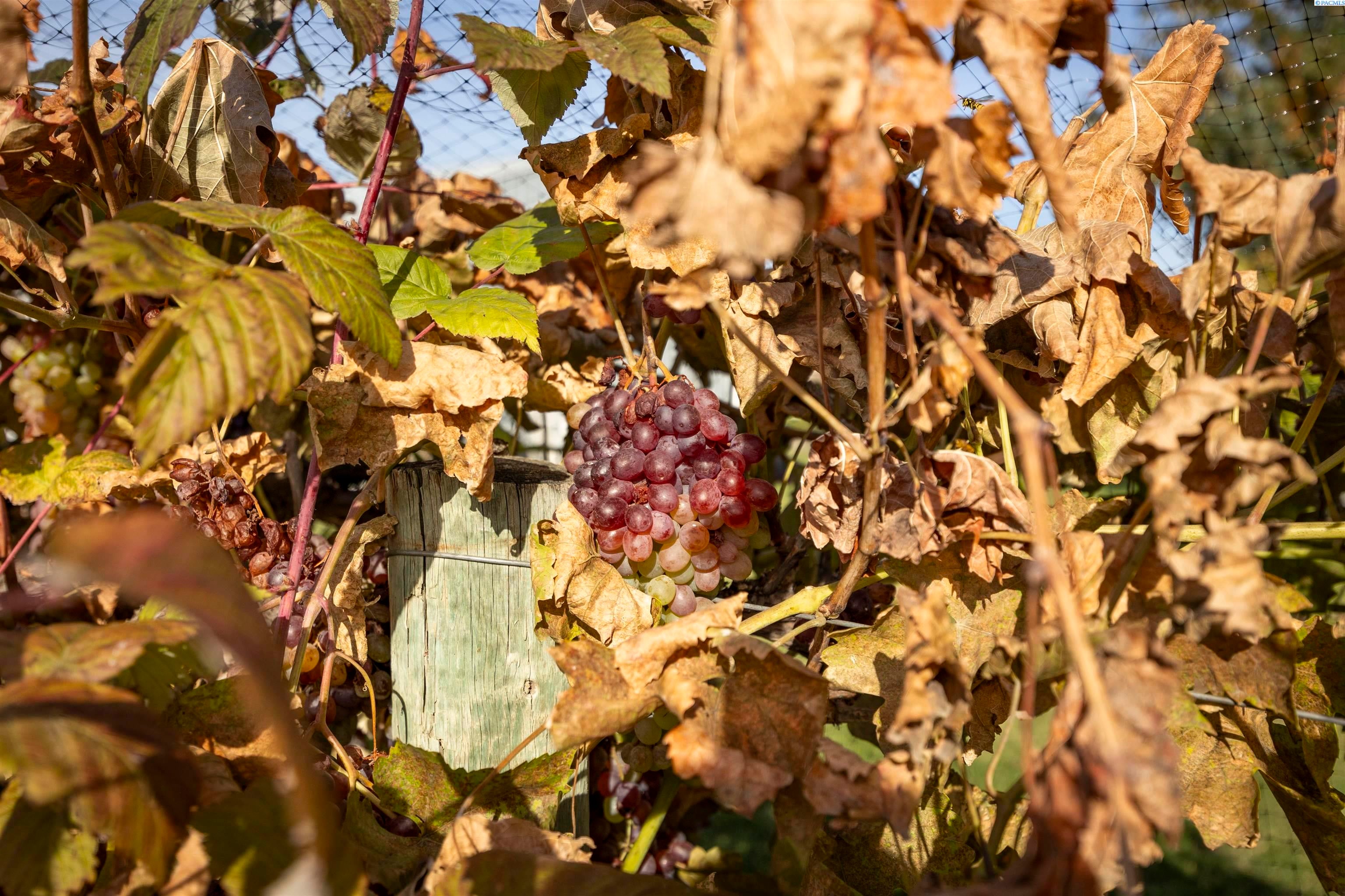 Prosser, Washington, 99350, United States, 4 Bedrooms Bedrooms, ,1 BathroomBathrooms,Residential,For Sale,1984108