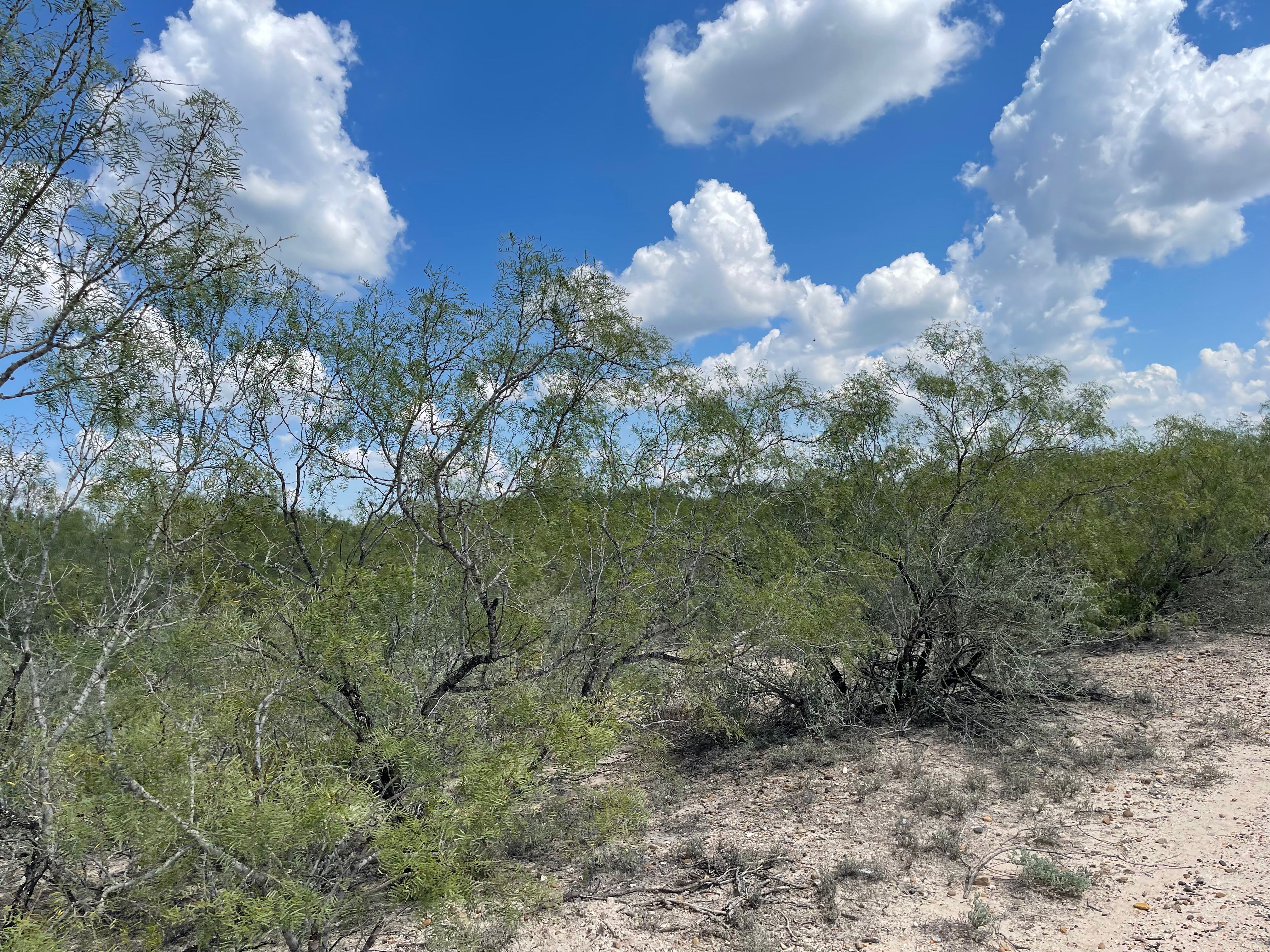  Historic El Tecomate Hunting Ranch - 物件實景