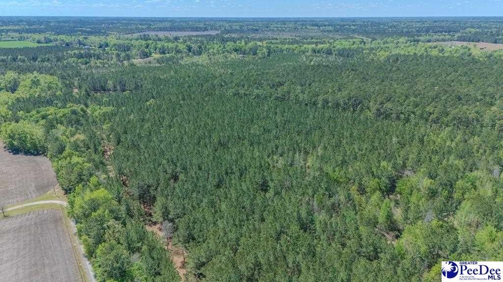 1315 Hill Harrell Road, Effingham, South Carolina, 29541-3179, United States, ,Land,For Sale,1315 Hill Harrell Road,1501598