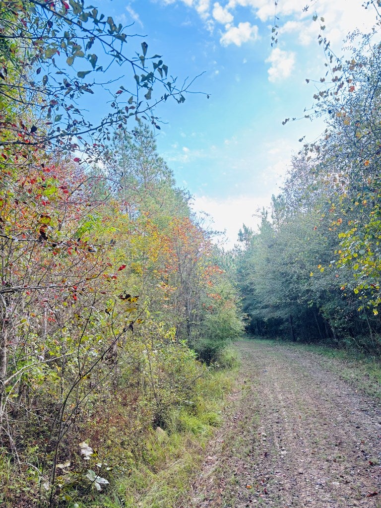 Abbeville, Georgia, 31001, United States, ,Land,For Sale,1975130