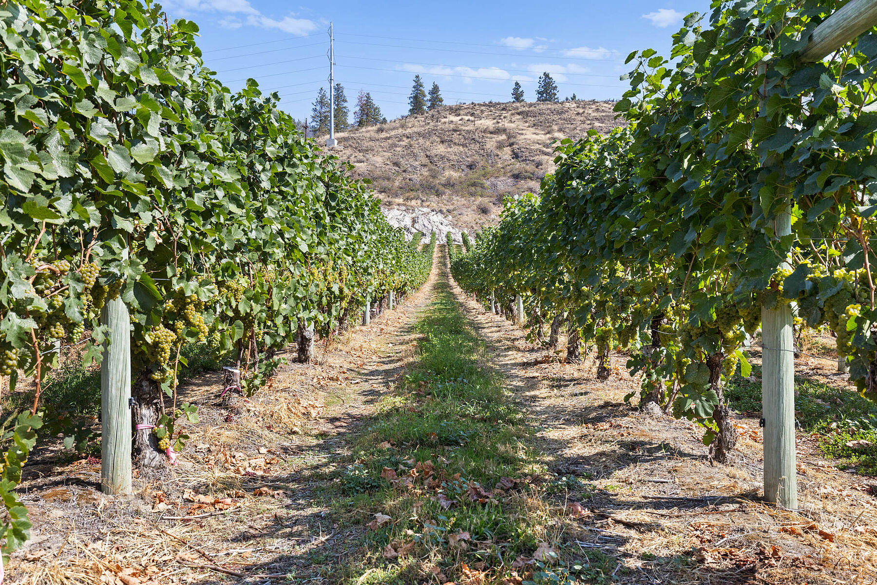  Boutique Okanagan Winery - 物件實景