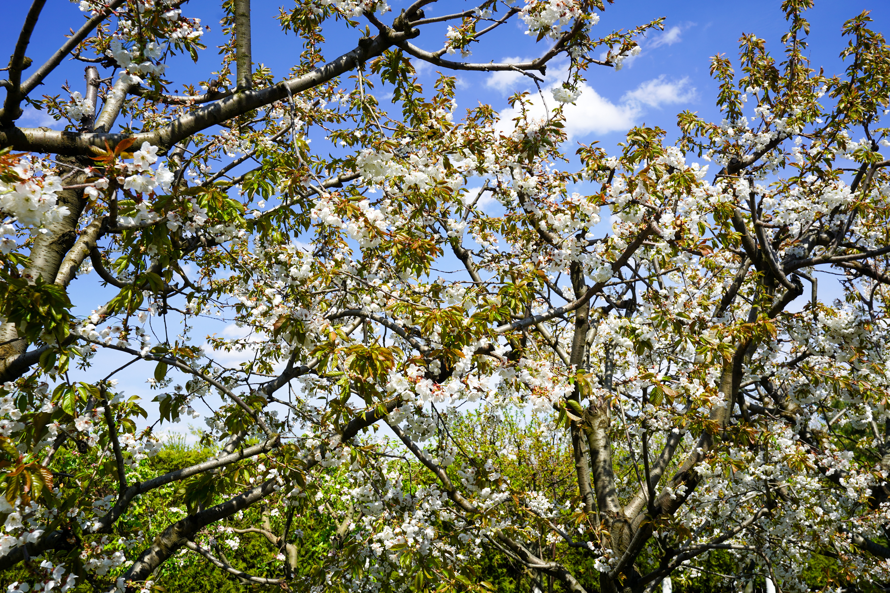  Luxury Villa in a Prime Educational Hub, Pipera - 物件實景