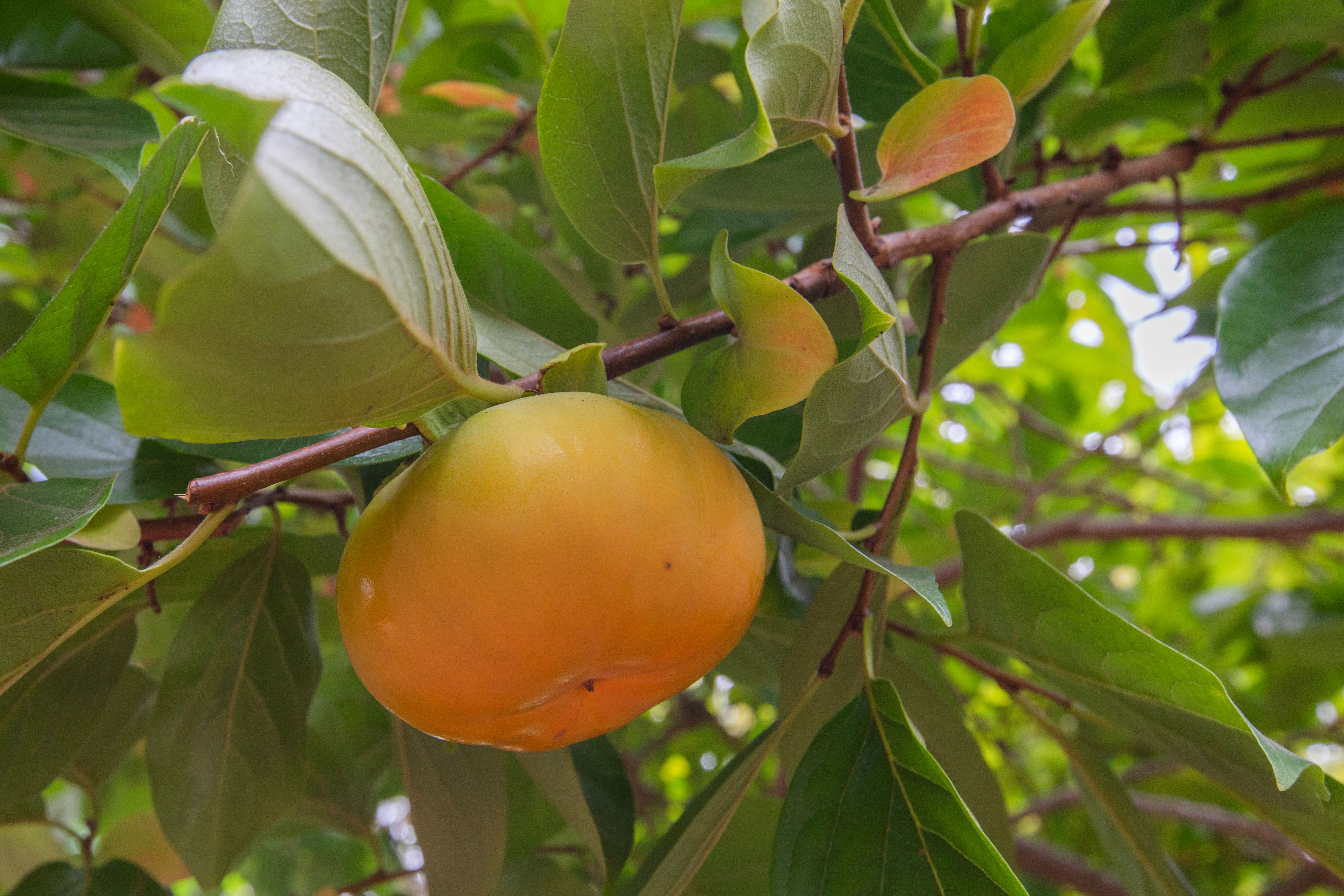  A Cherished Upper Piedmont Estate with Exceptional Views and Gardens - 物件實景