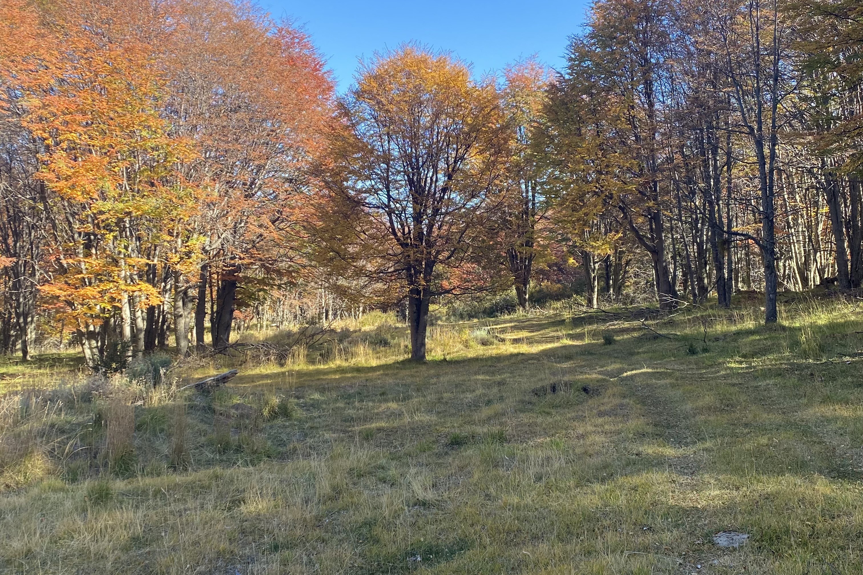  50-Hectare Property Adjacent to Cerro Castillo with 1.3 km of Waterfront - 物件實景
