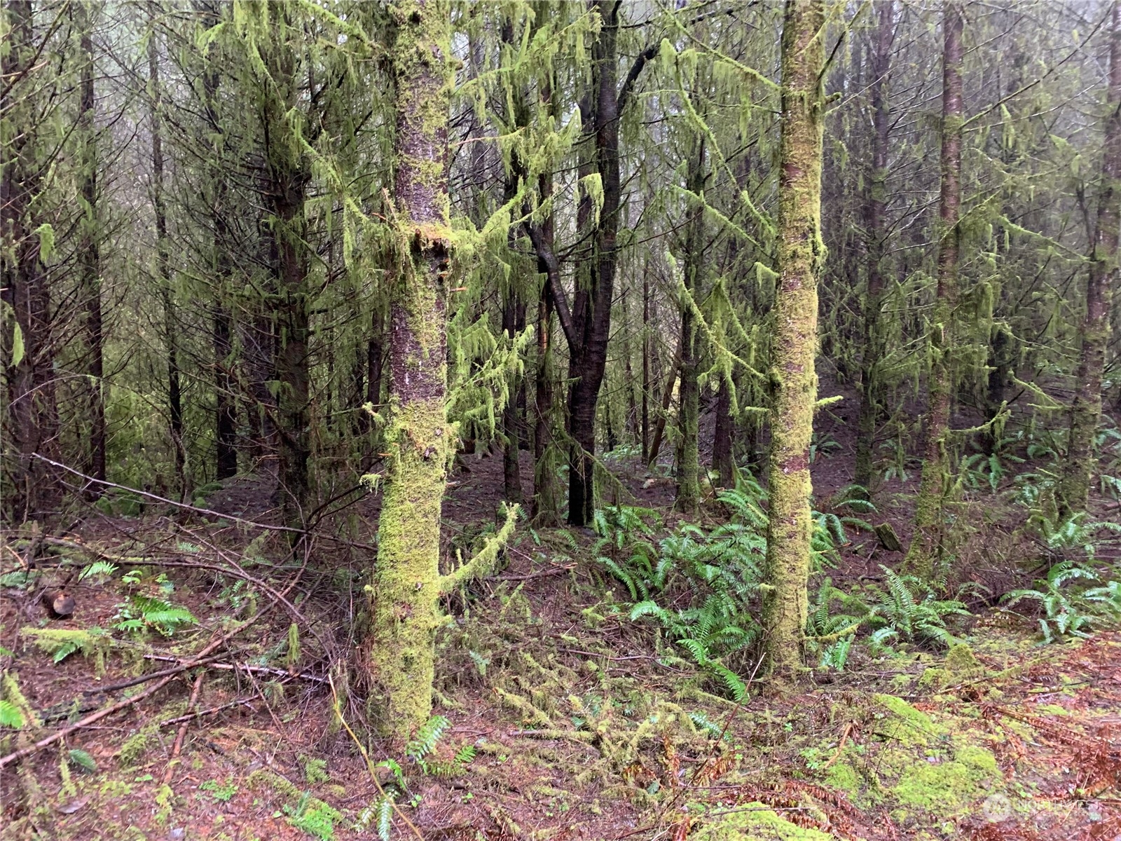 0 Fallert Road, Kalama, Washington, 98625, United States, ,Land,For Sale,0 Fallert Road,1273199