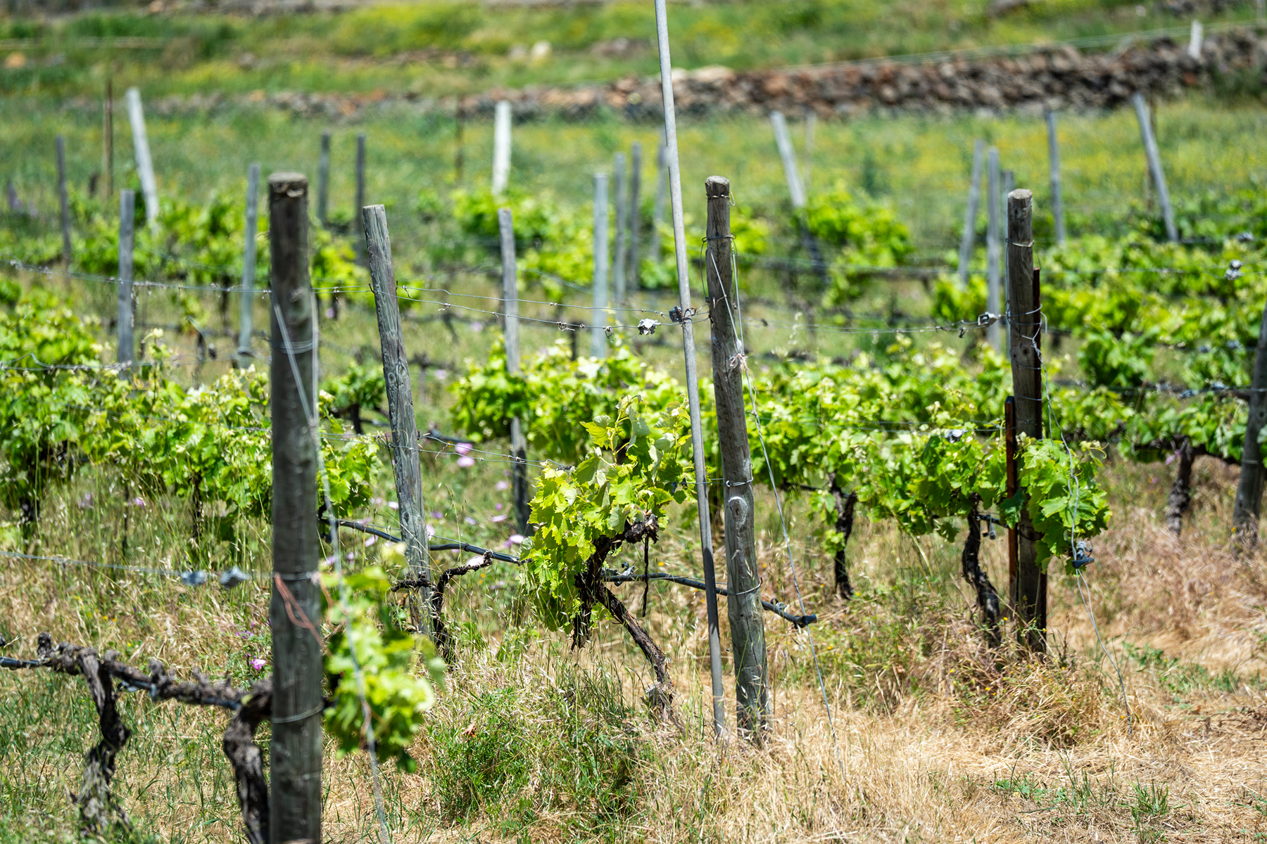  Traditional Agricultural Estate with Winery in Tenerife South - 物件實景