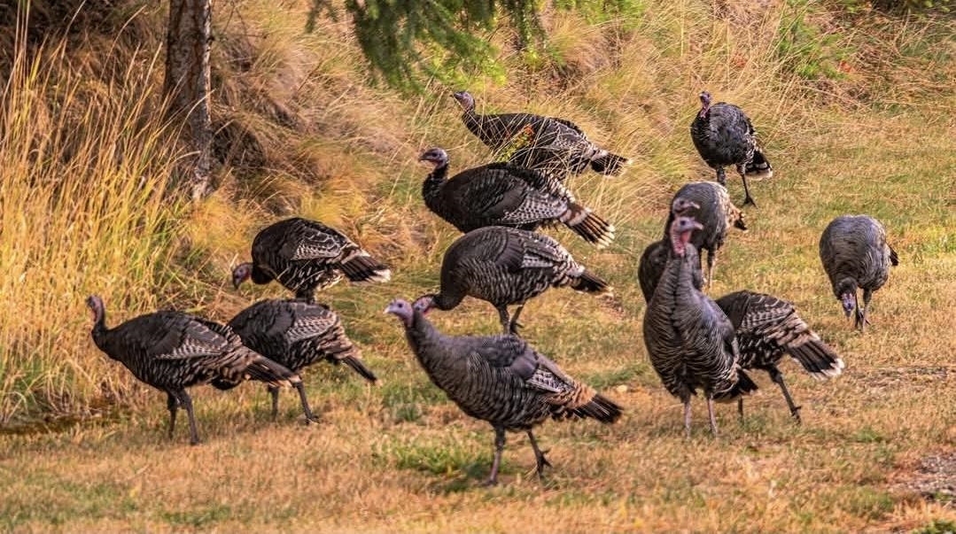 Veradale, Washington, 99037, United States, 6 Bedrooms Bedrooms, ,4 BathroomsBathrooms,Residential,For Sale,1986098