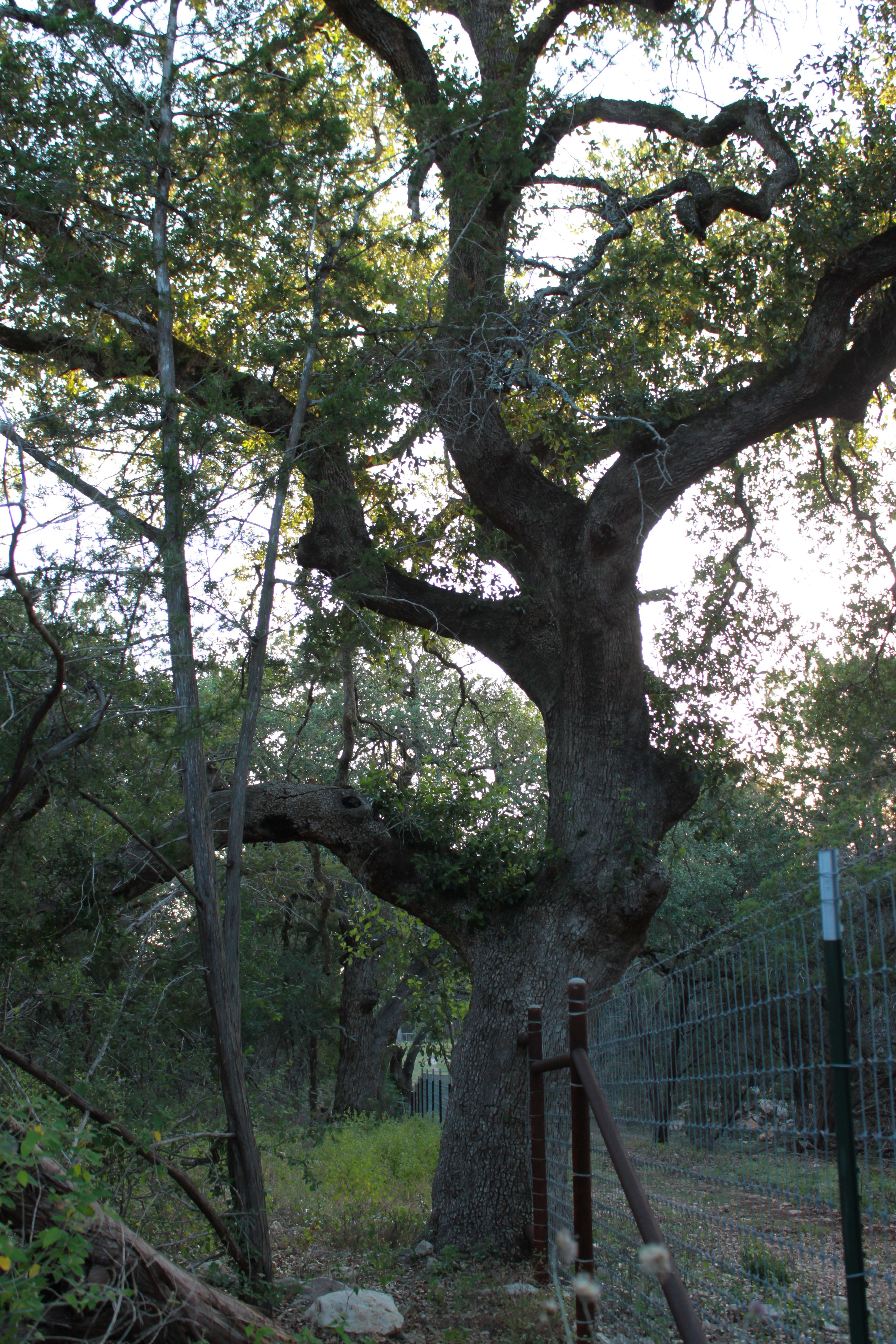  3 Acres of Hill Country Ready to Build on - 物件實景