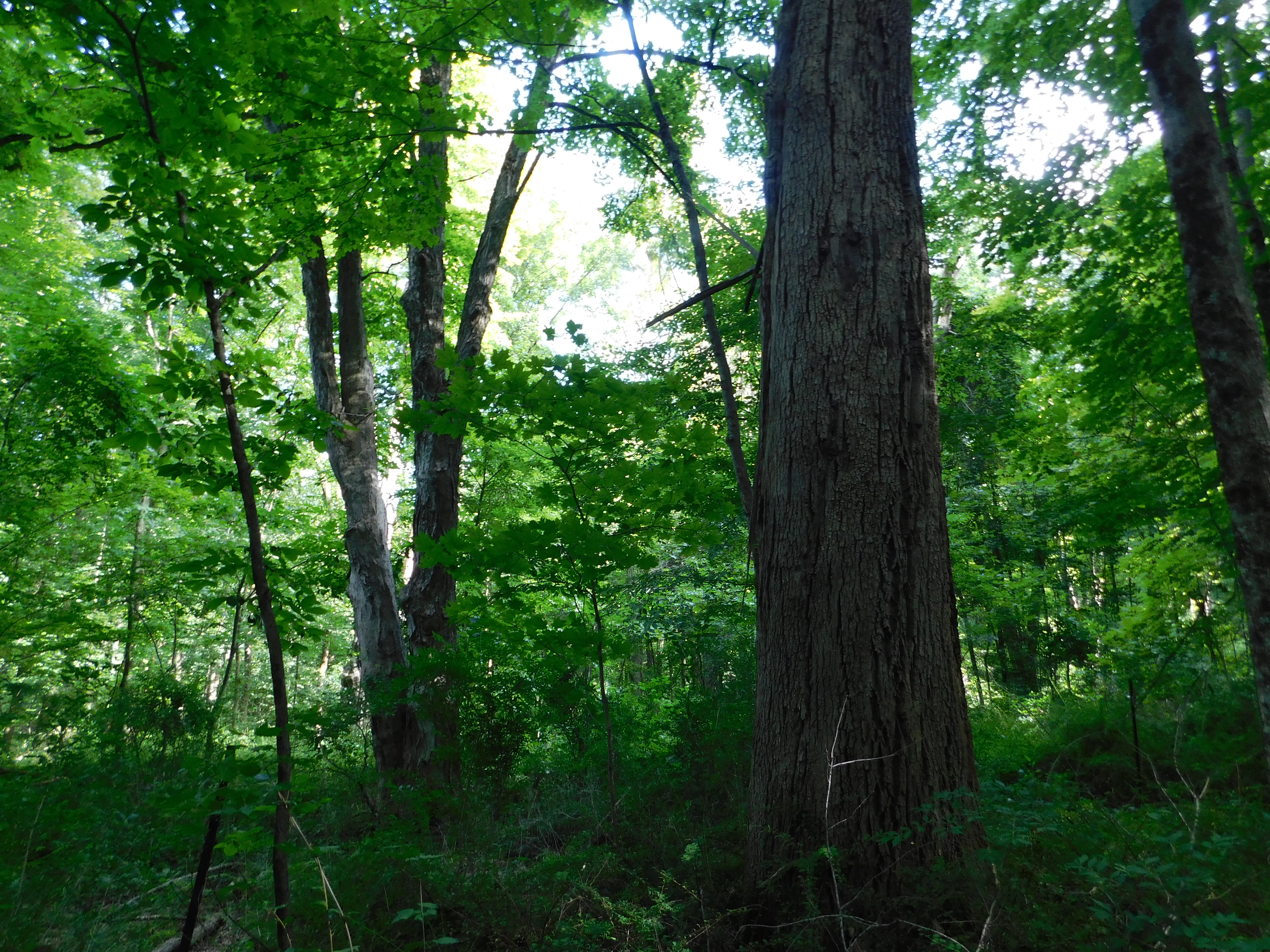  153 White Hollow Road - 物件實景