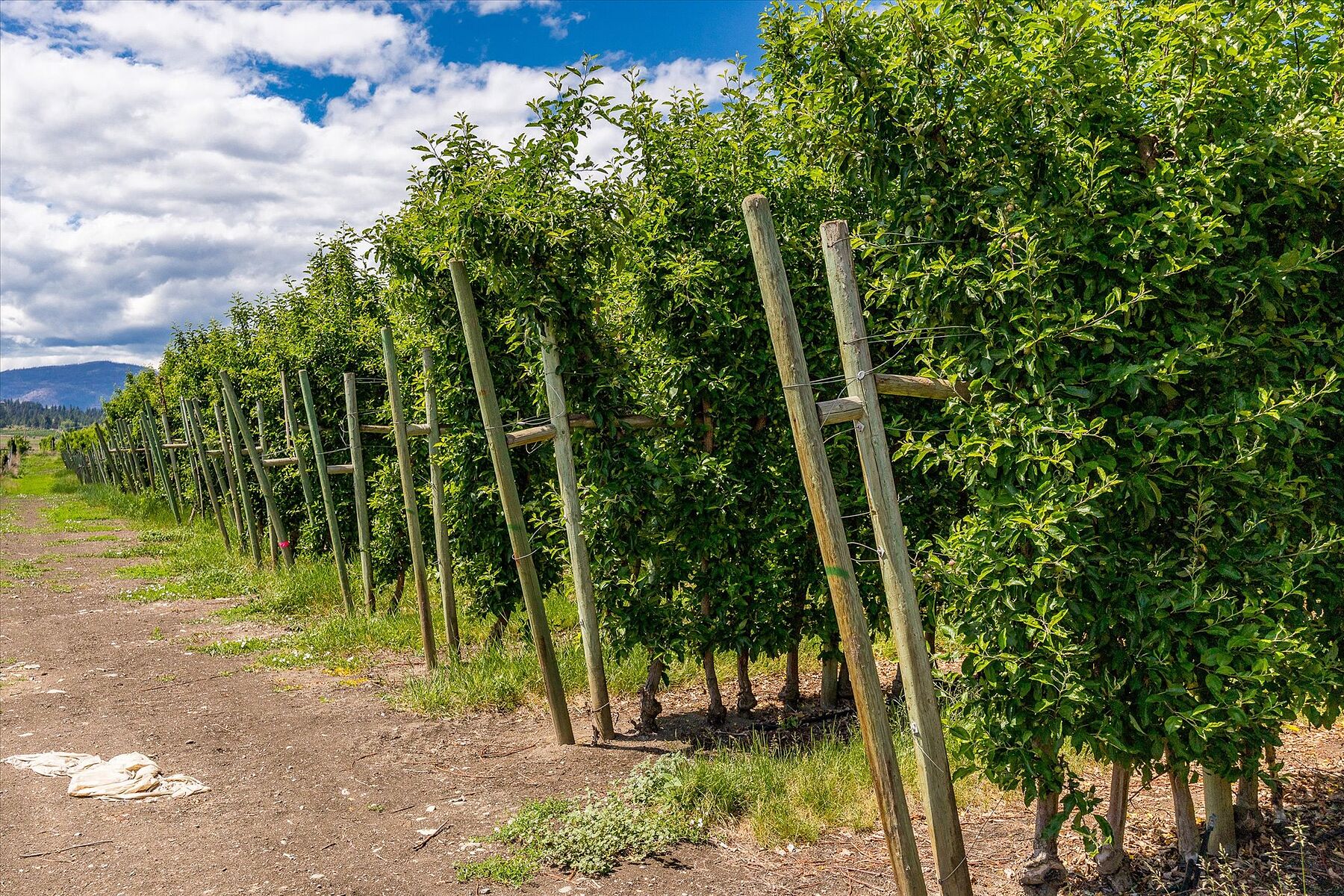  10 Acre Orchard - 物件實景