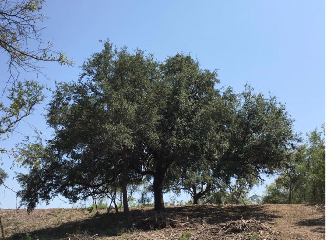 El Barrial, Santiago, Nuevo León, 67323, Mexico, 1 Bedroom Bedrooms, ,Residential,For Sale,El Barrial,1621120