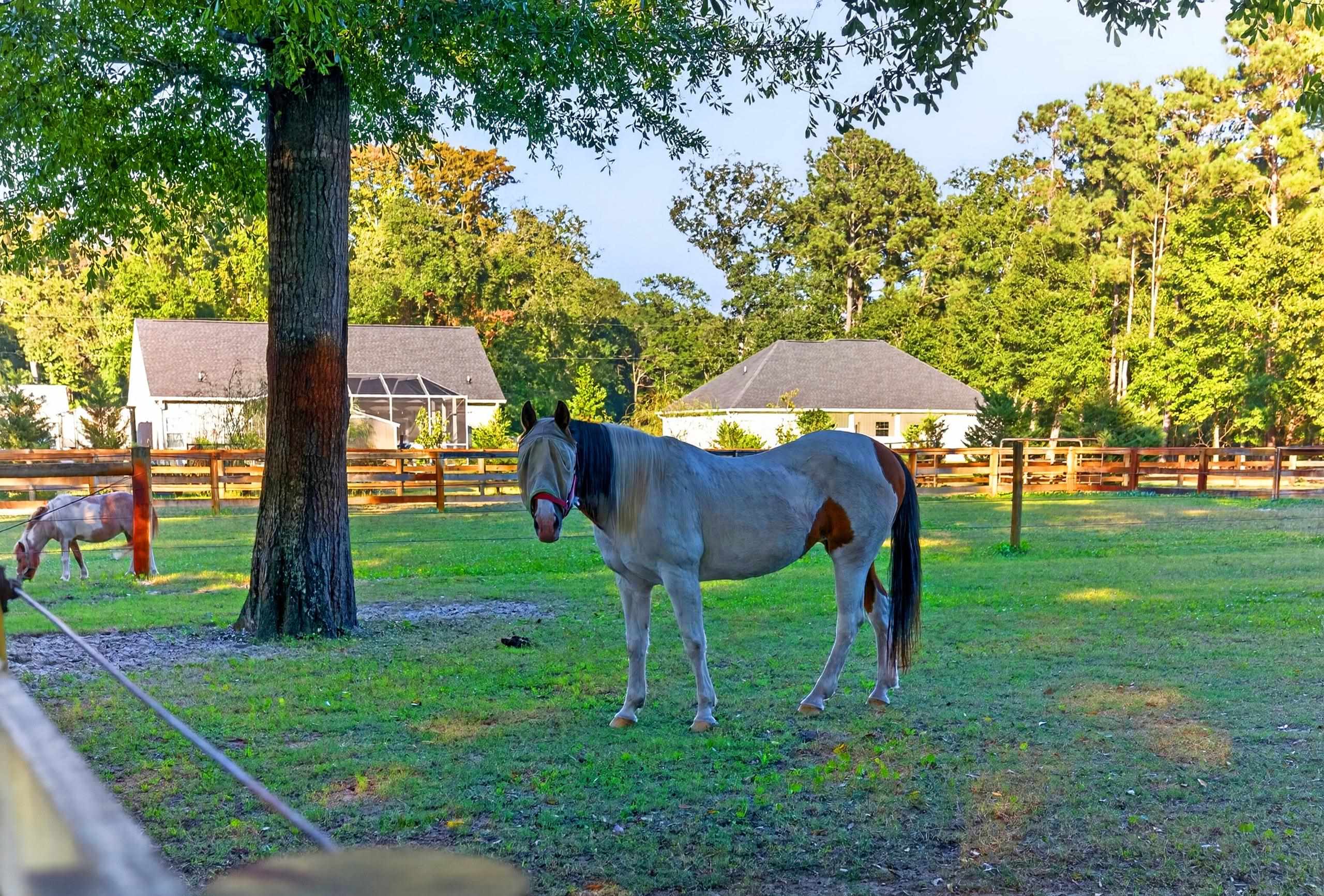  5299 Berkeley Court  Equestrian Property in Murrells Inlet, SC - 物件實景
