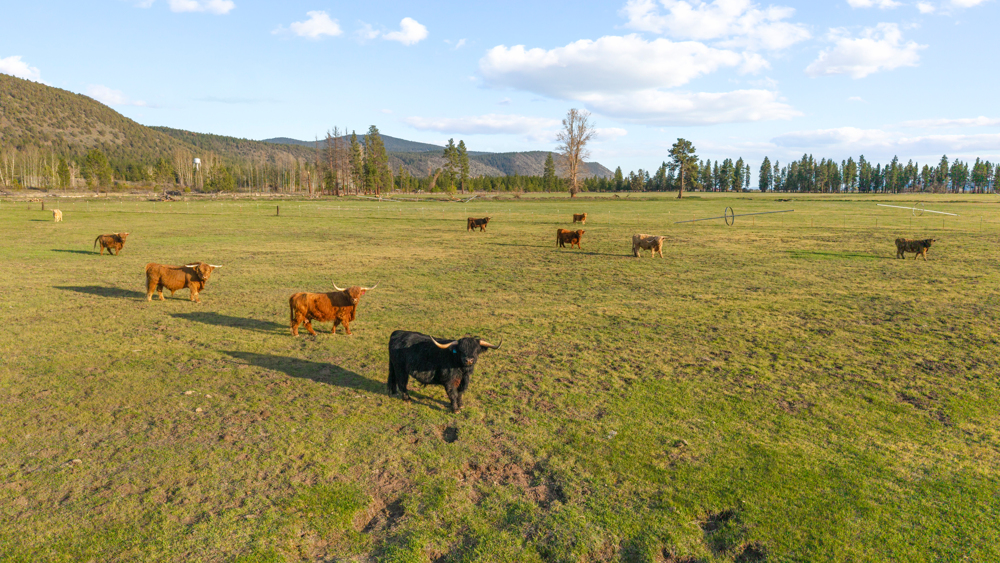 CHILOQUIN, Oregon, 97624, United States, 3 Bedrooms Bedrooms, ,3 BathroomsBathrooms,Residential,For Sale,1974697