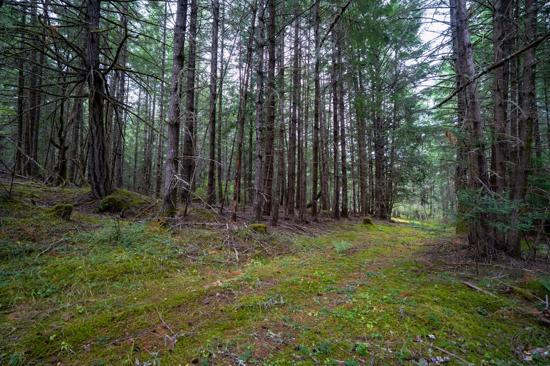  Hilltop Forest Retreat - 物件實景