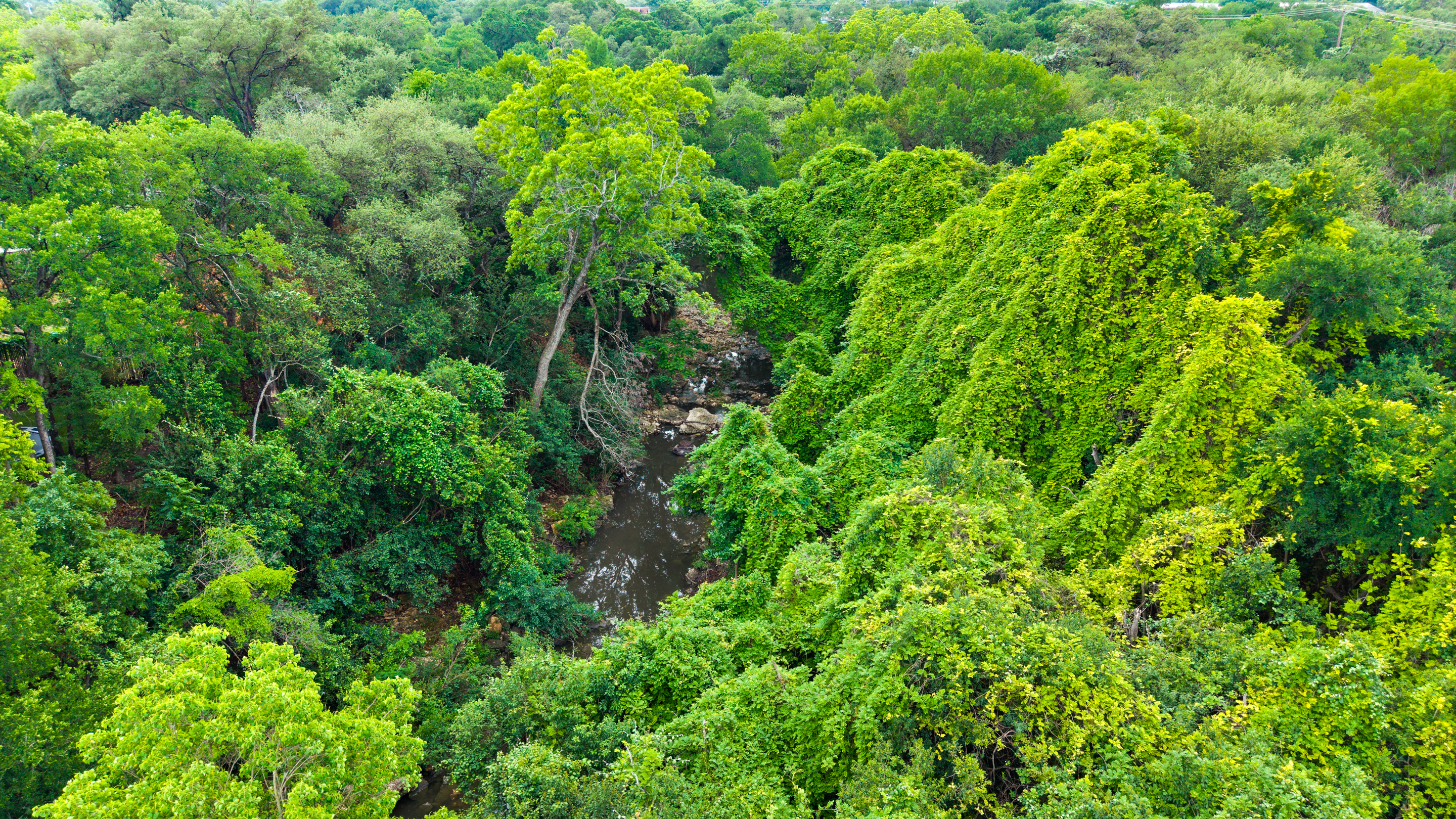  Sprawling Shoal Creek Retreat with Rare Privacy in Central Austin - 物件實景