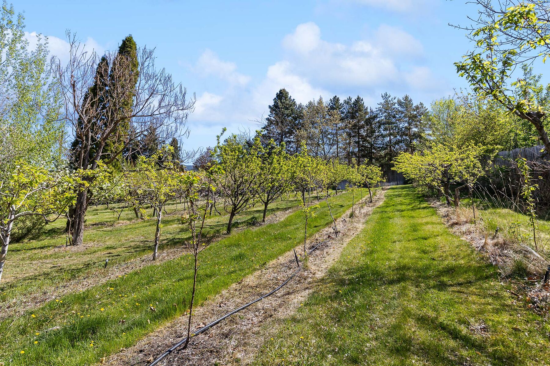 2.63 Acres in Oyama - 物件實景