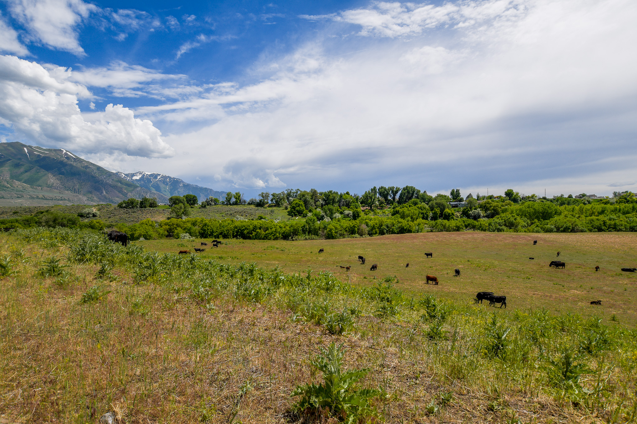 Deweyville, Utah, 84309, United States, ,Land,For Sale,1848401