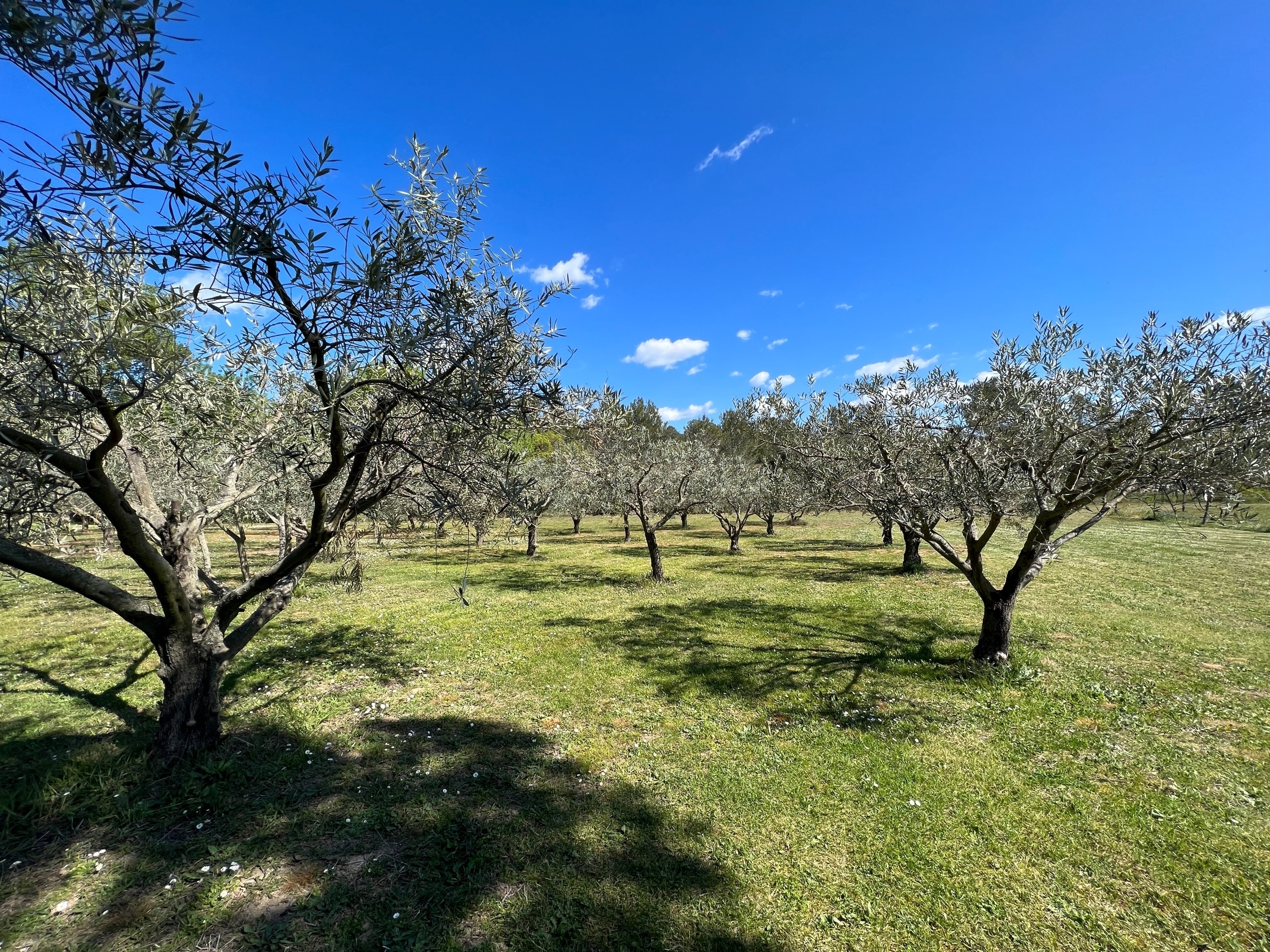  MAGNIFICENT DOMAIN BETWEEN VINEYARDS AND GARRIGUE NEAR PEYRIAC MINERVOIS - 物件實景