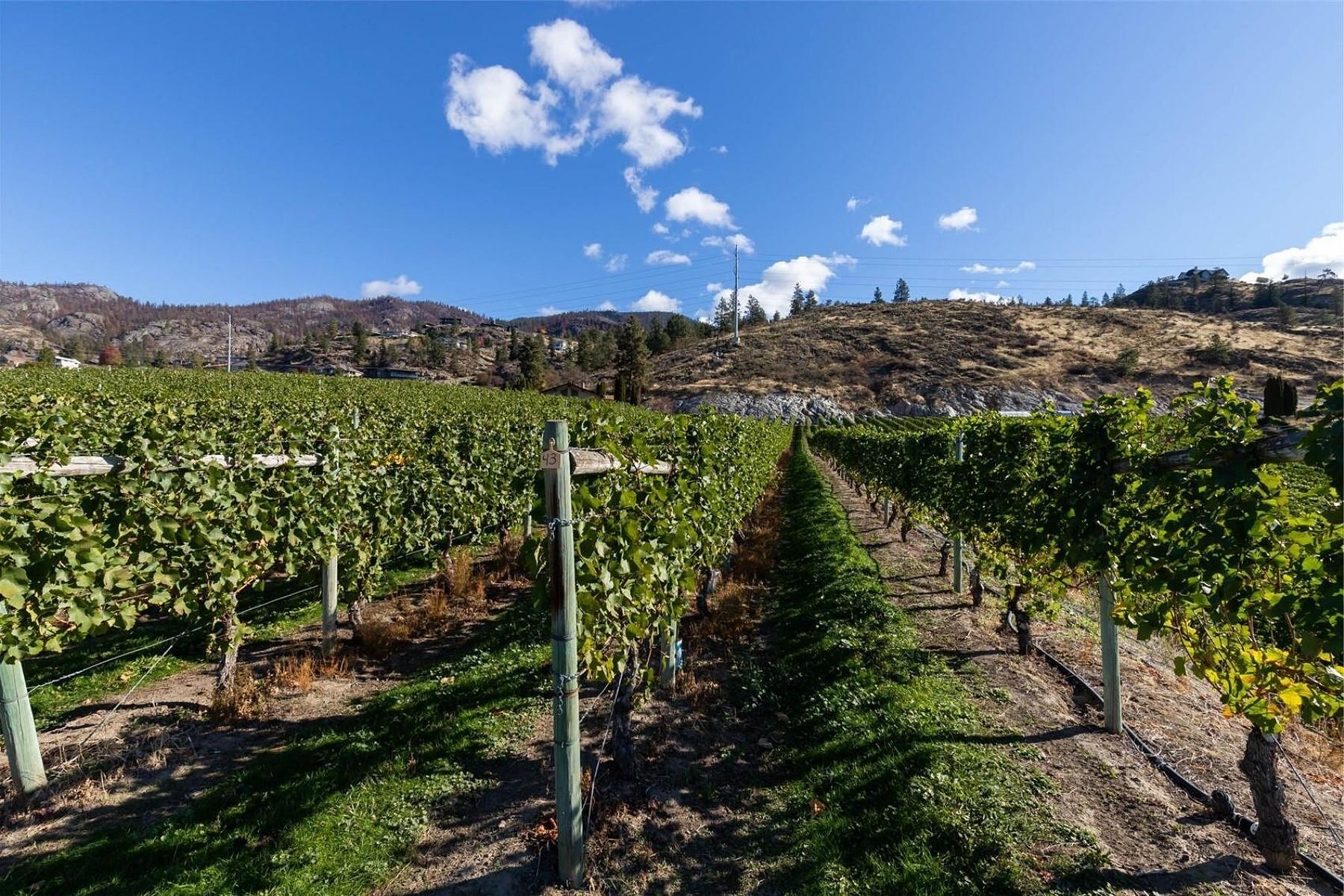  Boutique Okanagan Winery - 物件實景